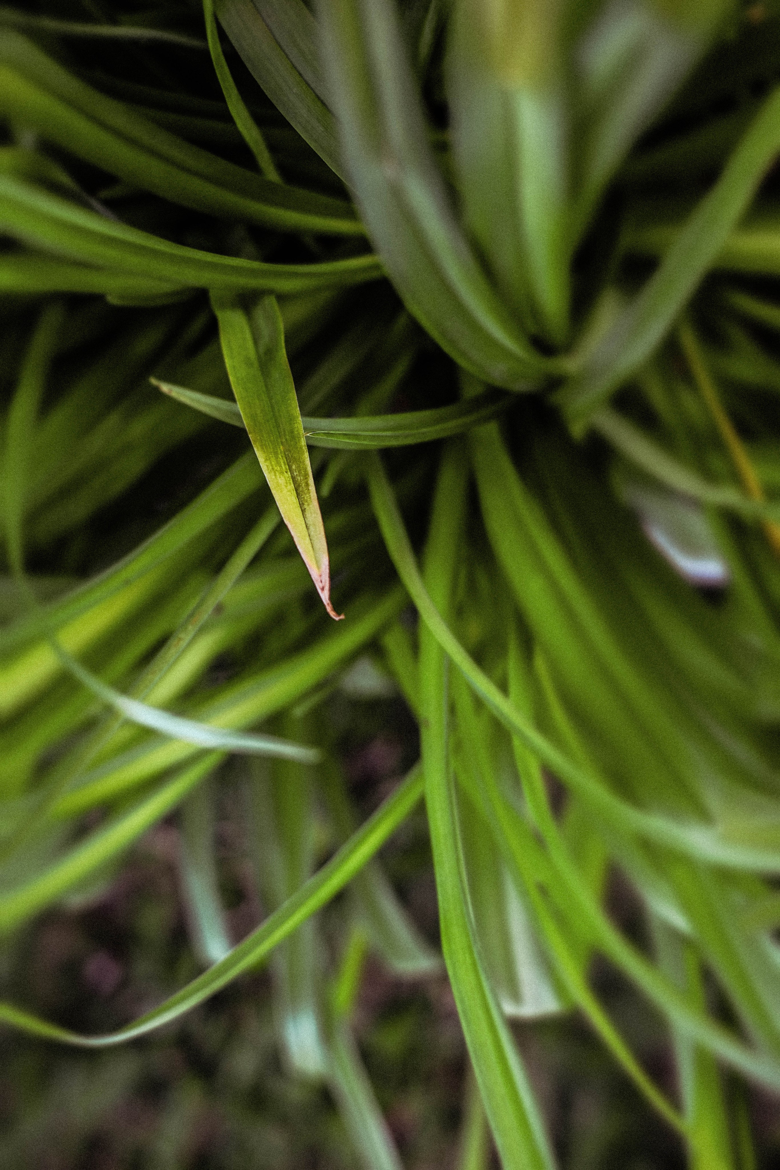 Курс «Психология на грядке». АRТ&PSY | Искусство психологии