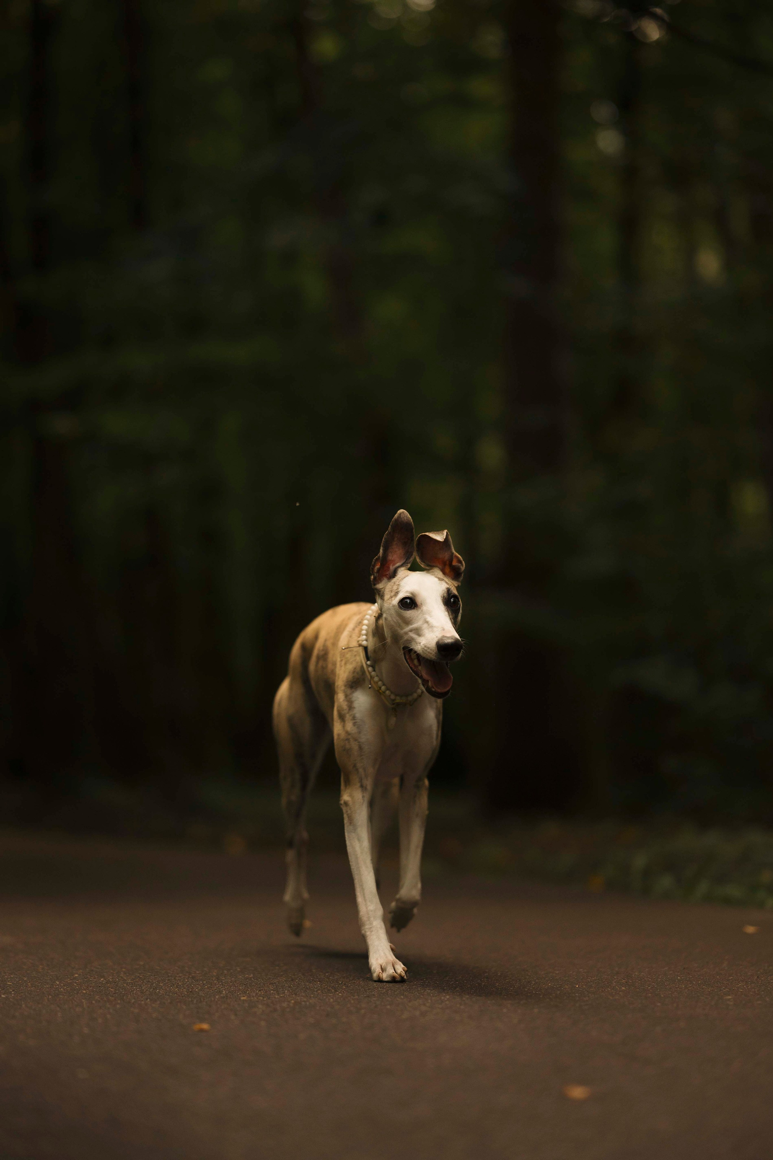 Нева и Персей. Фотограф- анималист Александра Матвеева