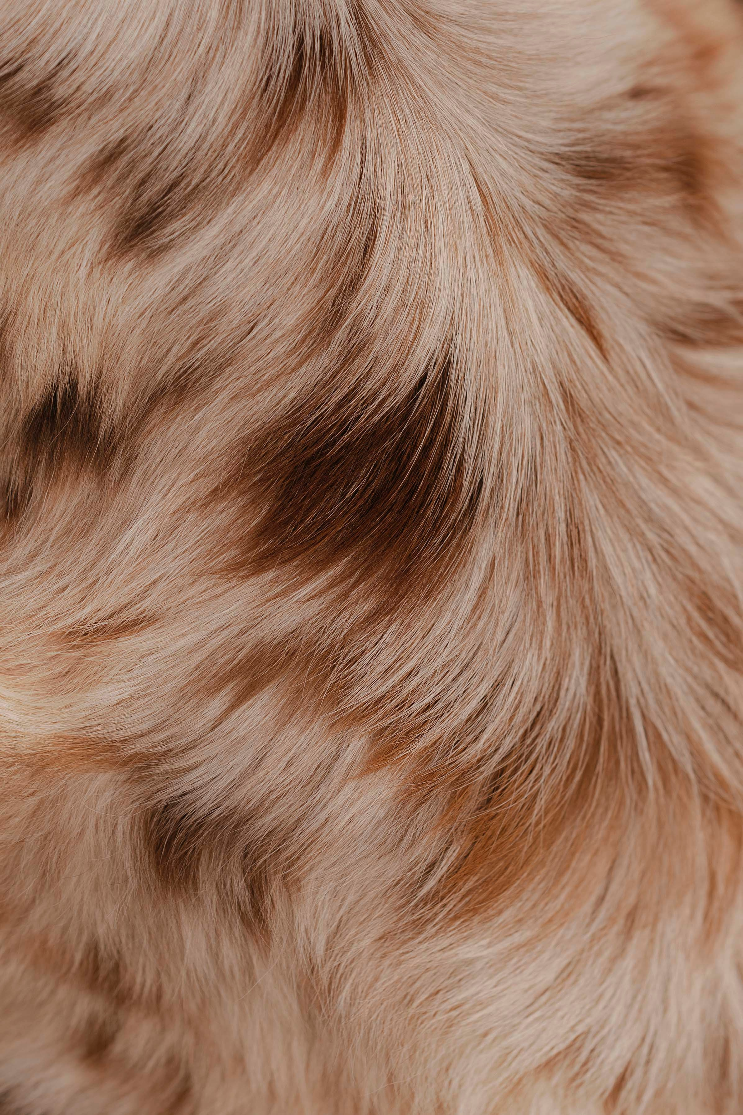 Дженни. Фотограф- анималист Александра Матвеева