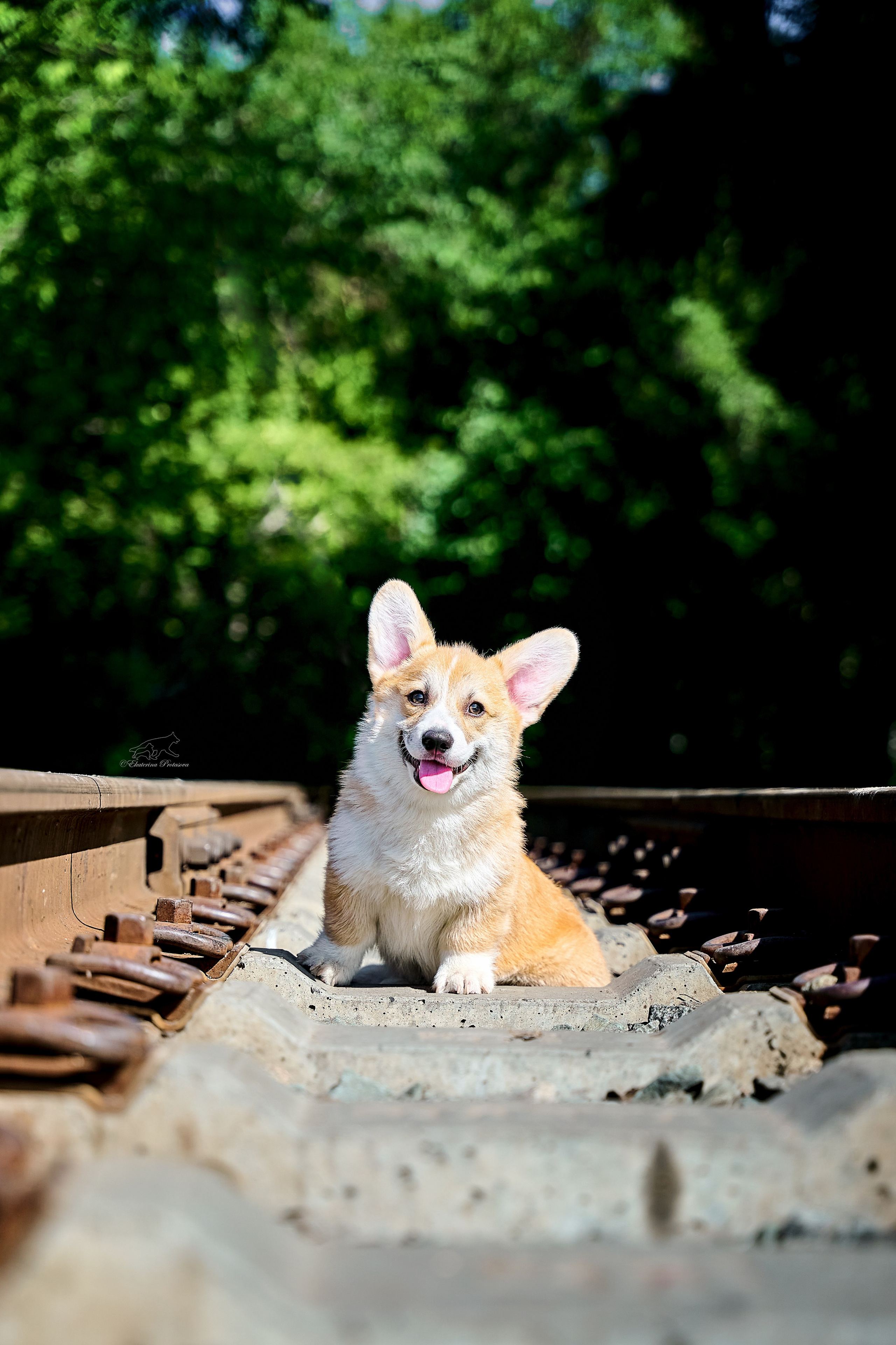Корги. Фотограф-анималист в Иркутске
