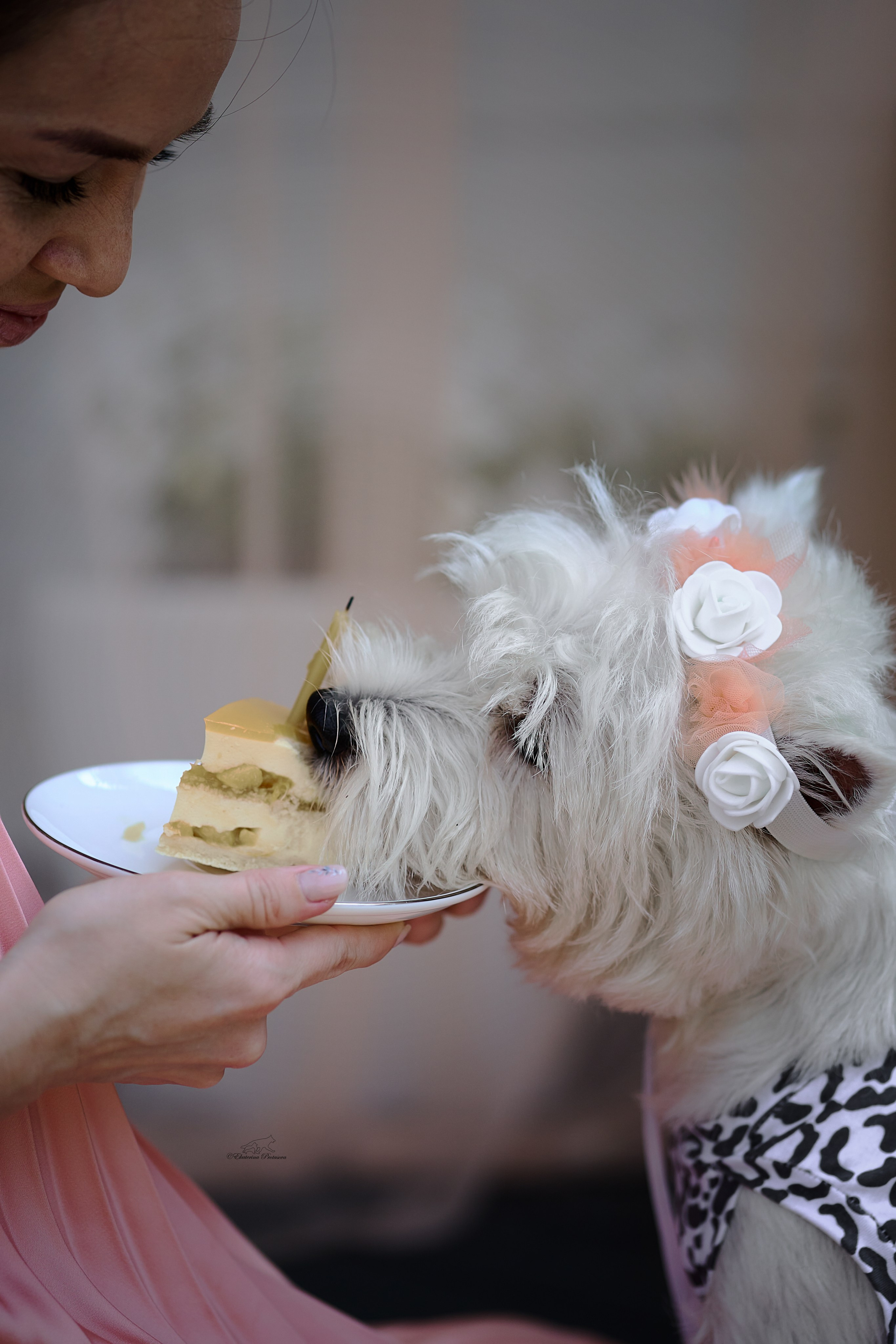 Екатерина и ее вестики. Фотограф-анималист в Иркутске