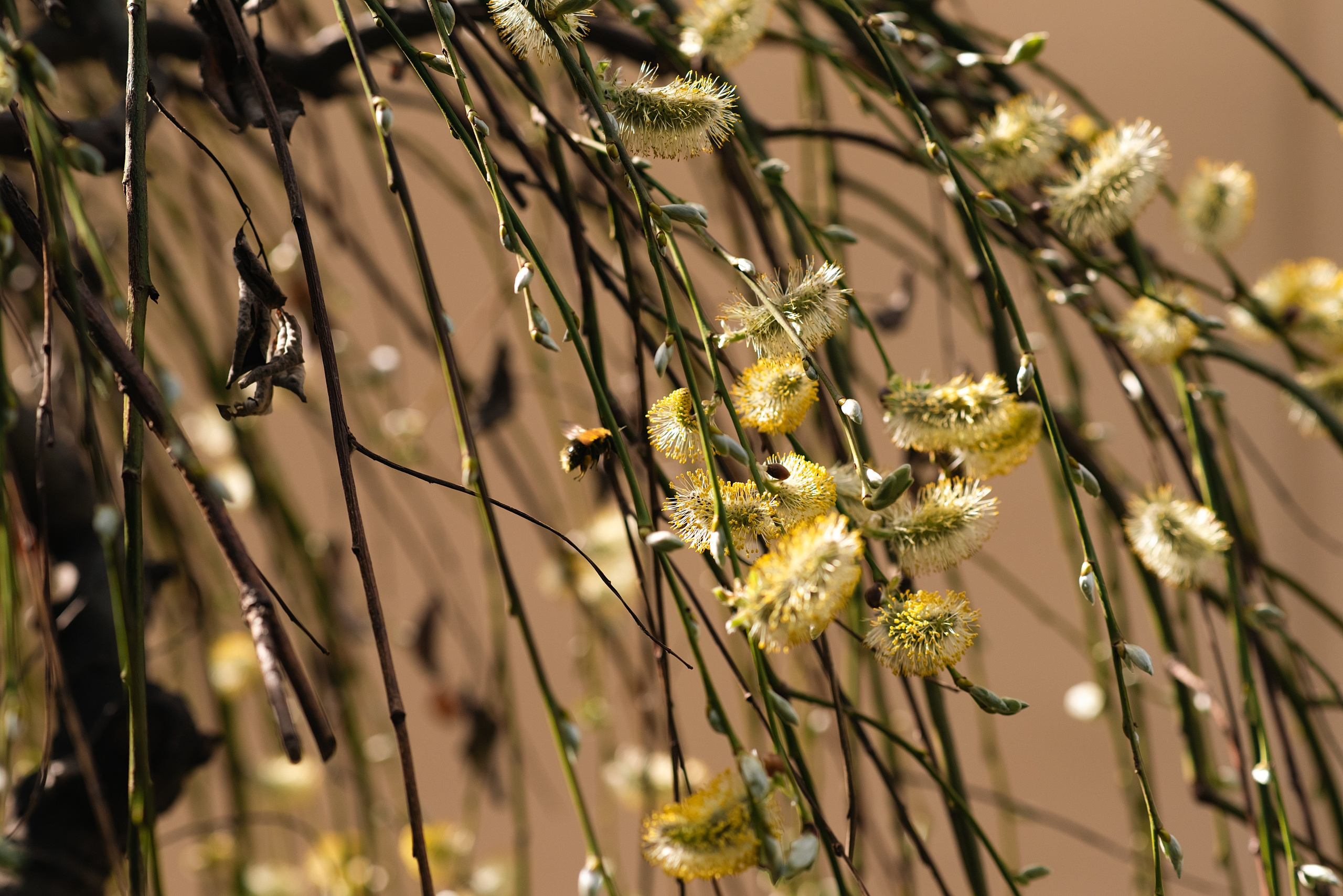 Благовещение. Фотограф, визажист. Москва