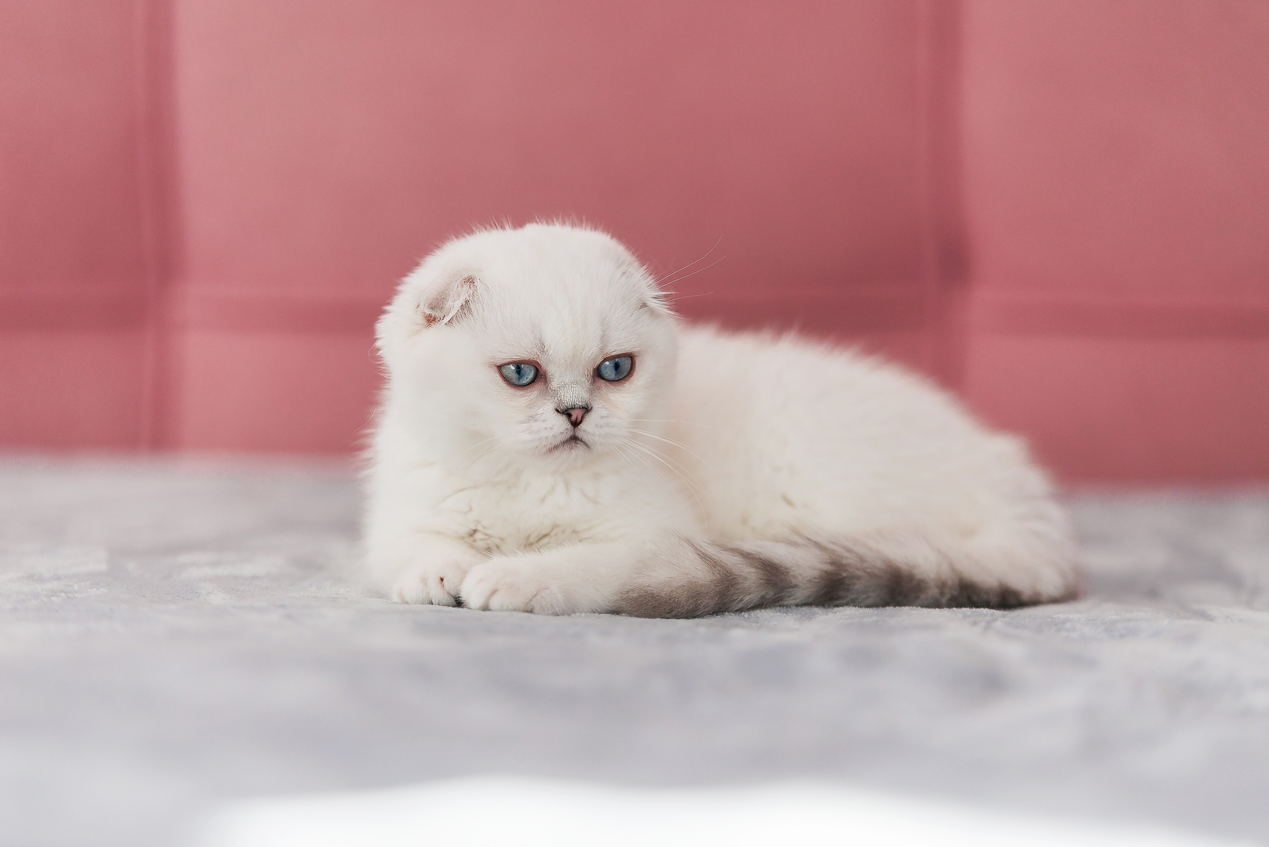 Питомец в кадре. Фотограф-анималист Анастасия Парфенова|Екатеринбург