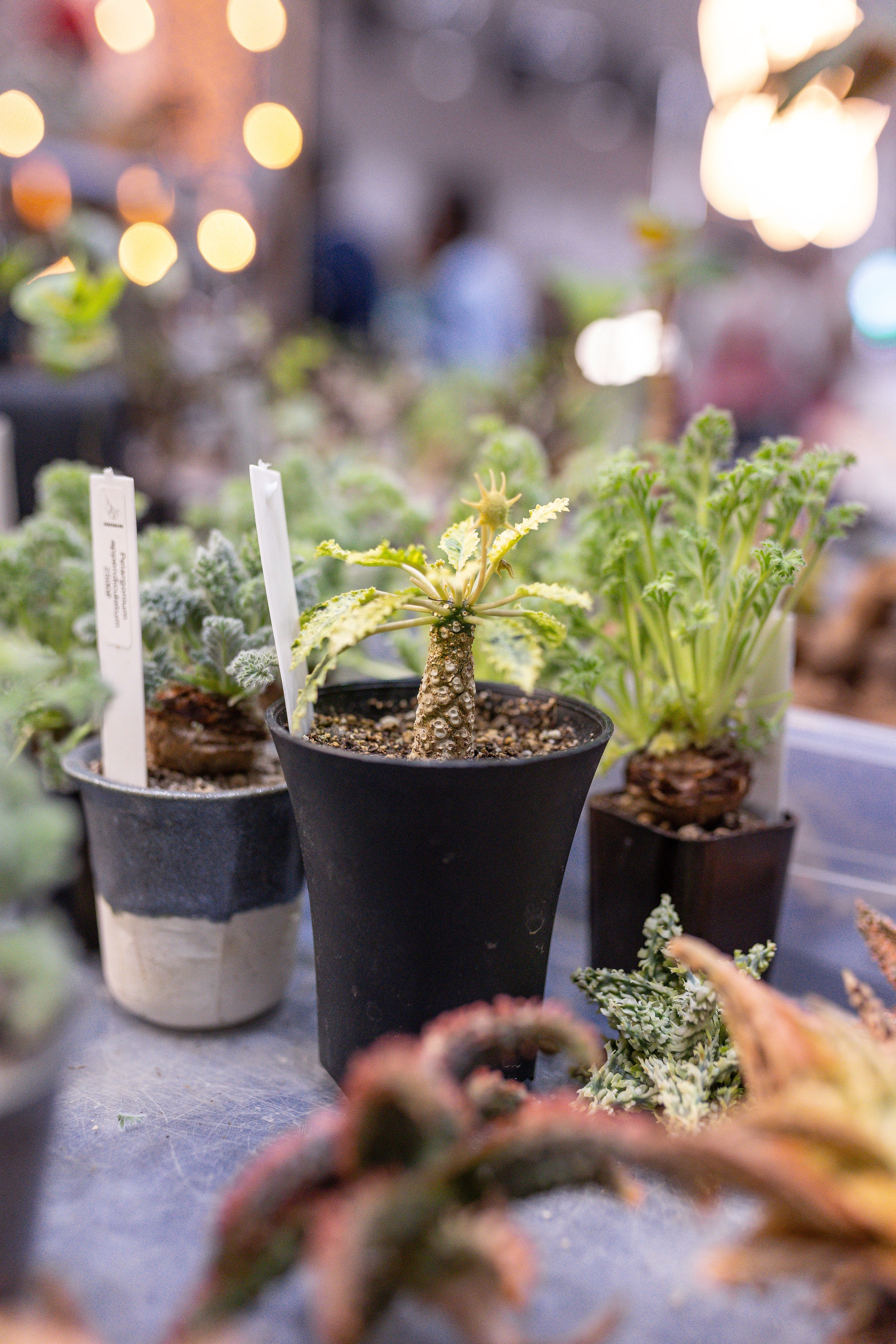 Орхидиум 12.2025. Александра Куликова фотограф, Москва