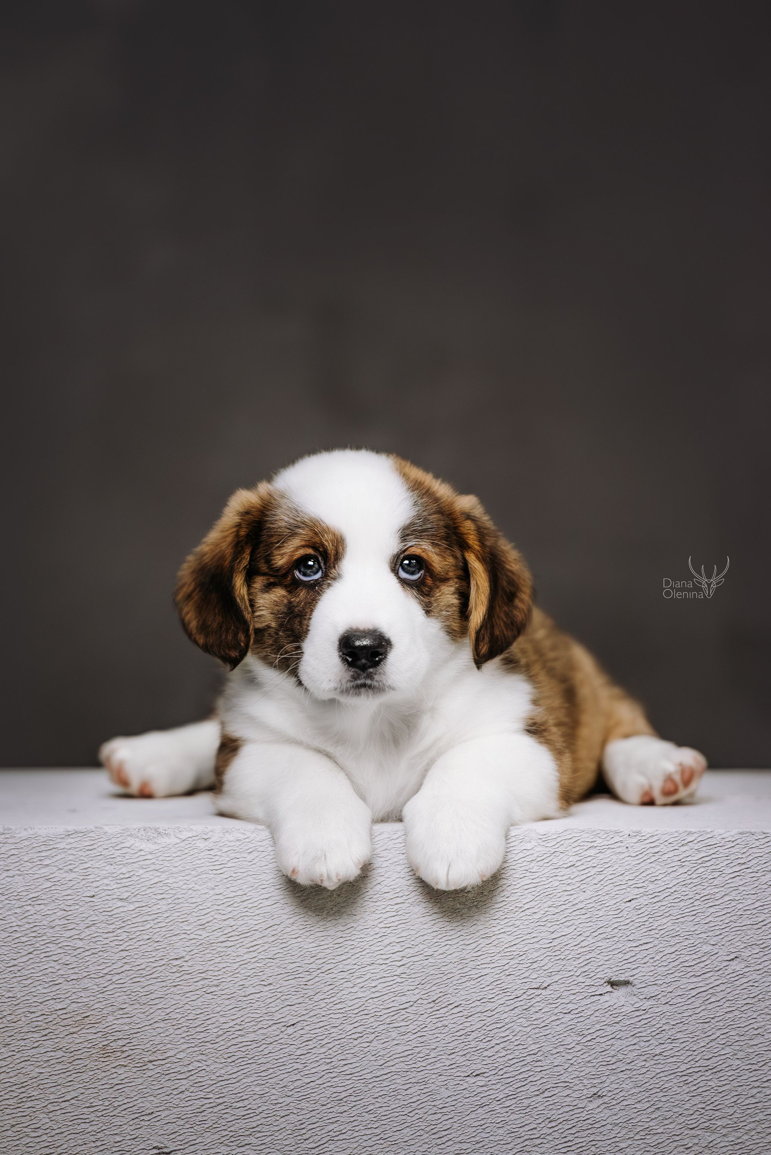Помет Вельш Корги Кардиган. Фотограф Диана Оленина Красноярск / Братск
