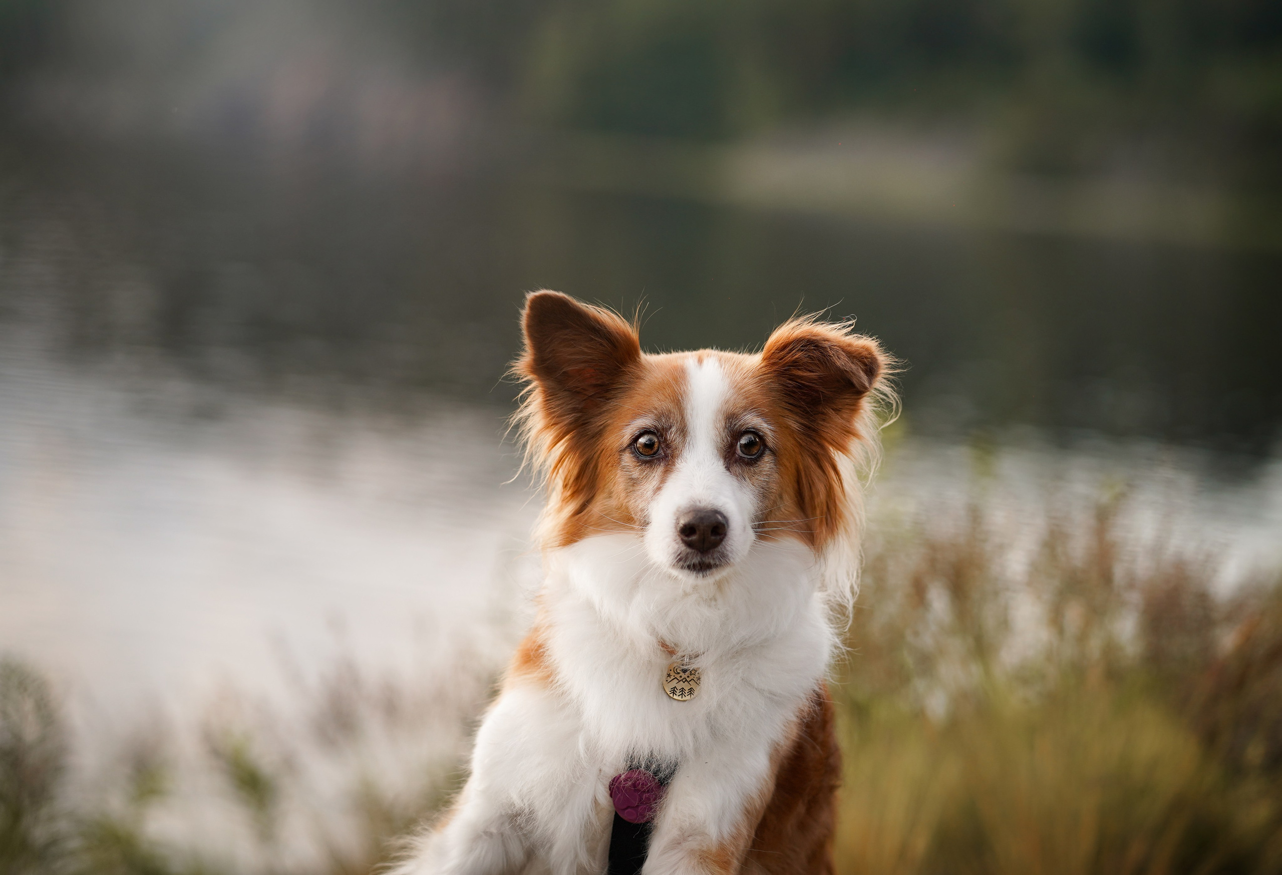 Карелия. Фотограф-анималист в Санкт-Петербурге Яна Мартынова