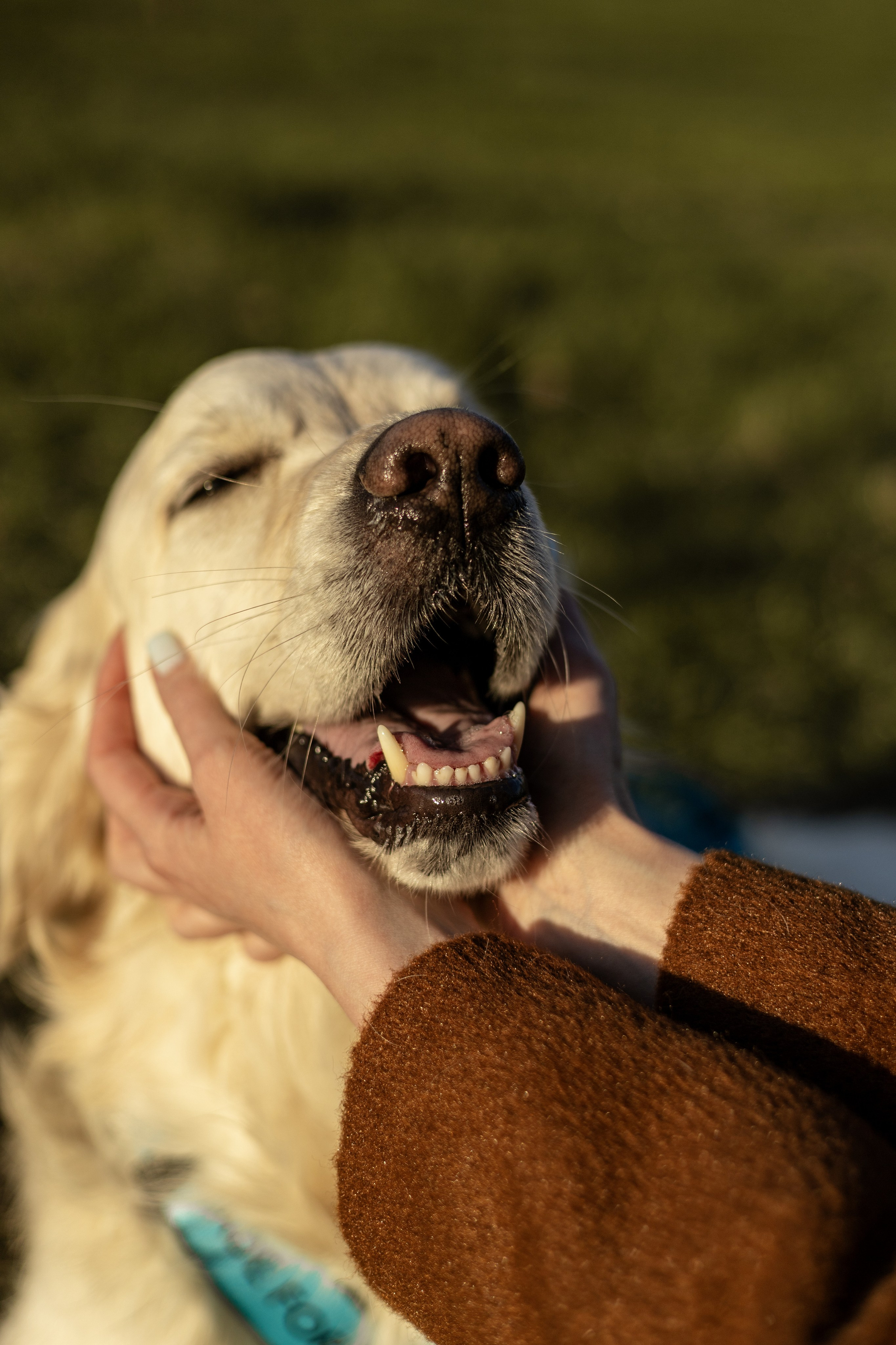 Зиз и Юля. Часть 2. Фотограф-анималист Ксения Шевцова|Москва