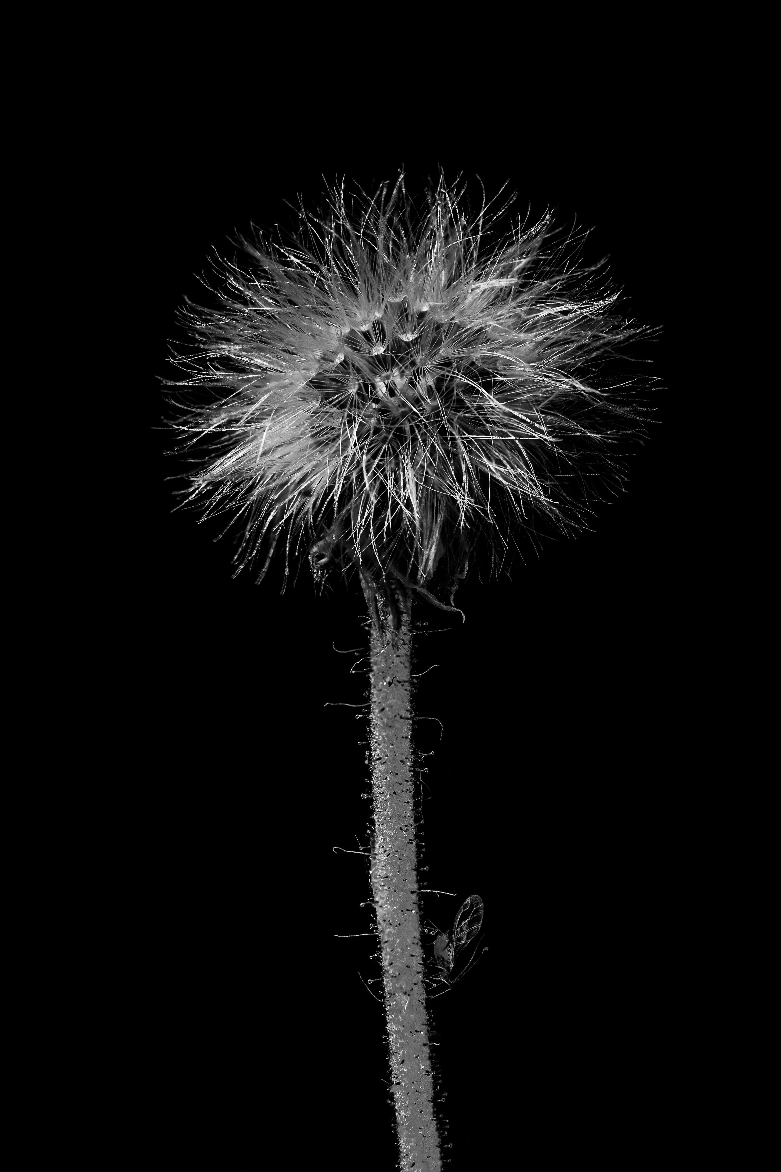 Macro — Макро