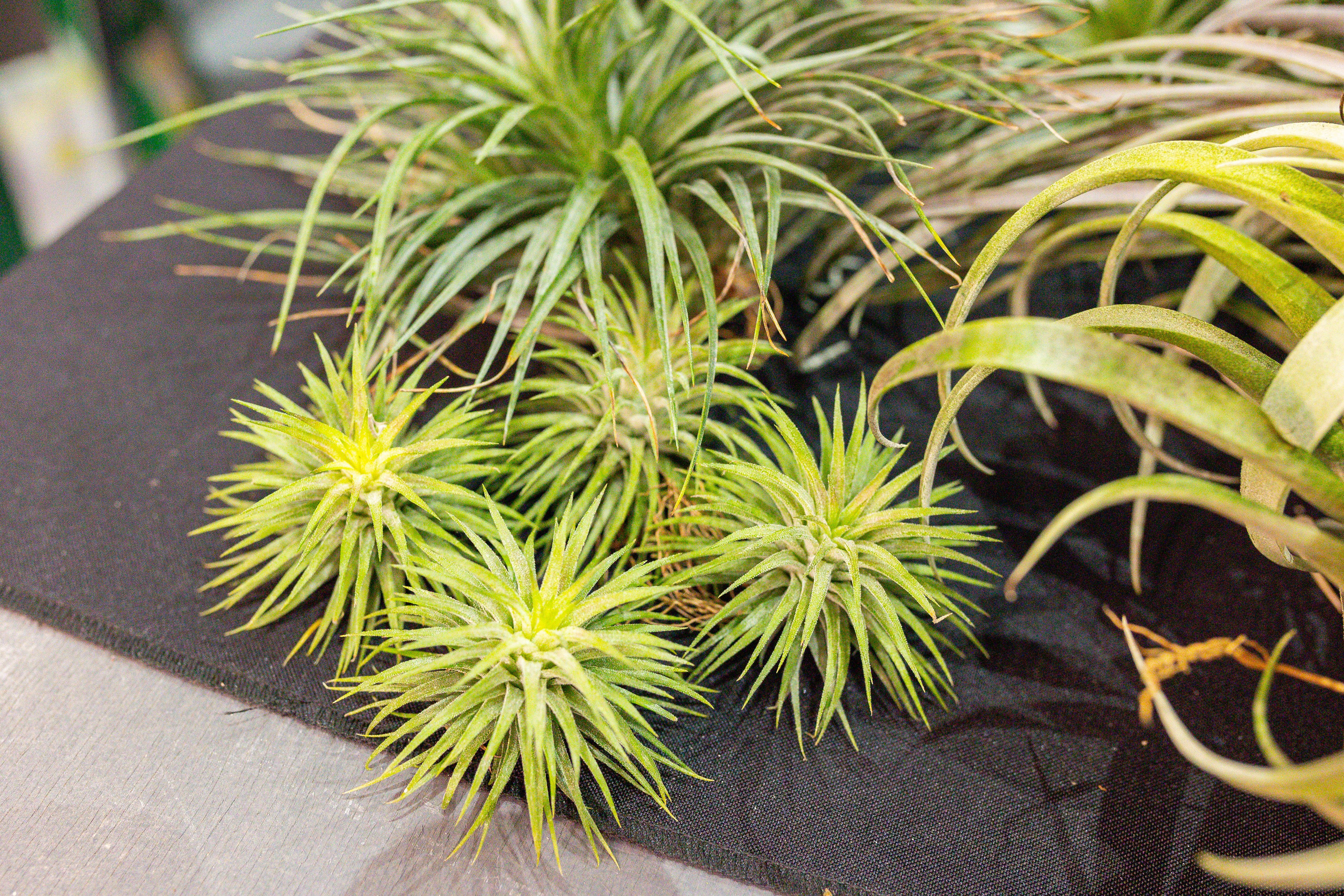 Монстериум 11–12 октября. Александра Куликова фотограф, Москва