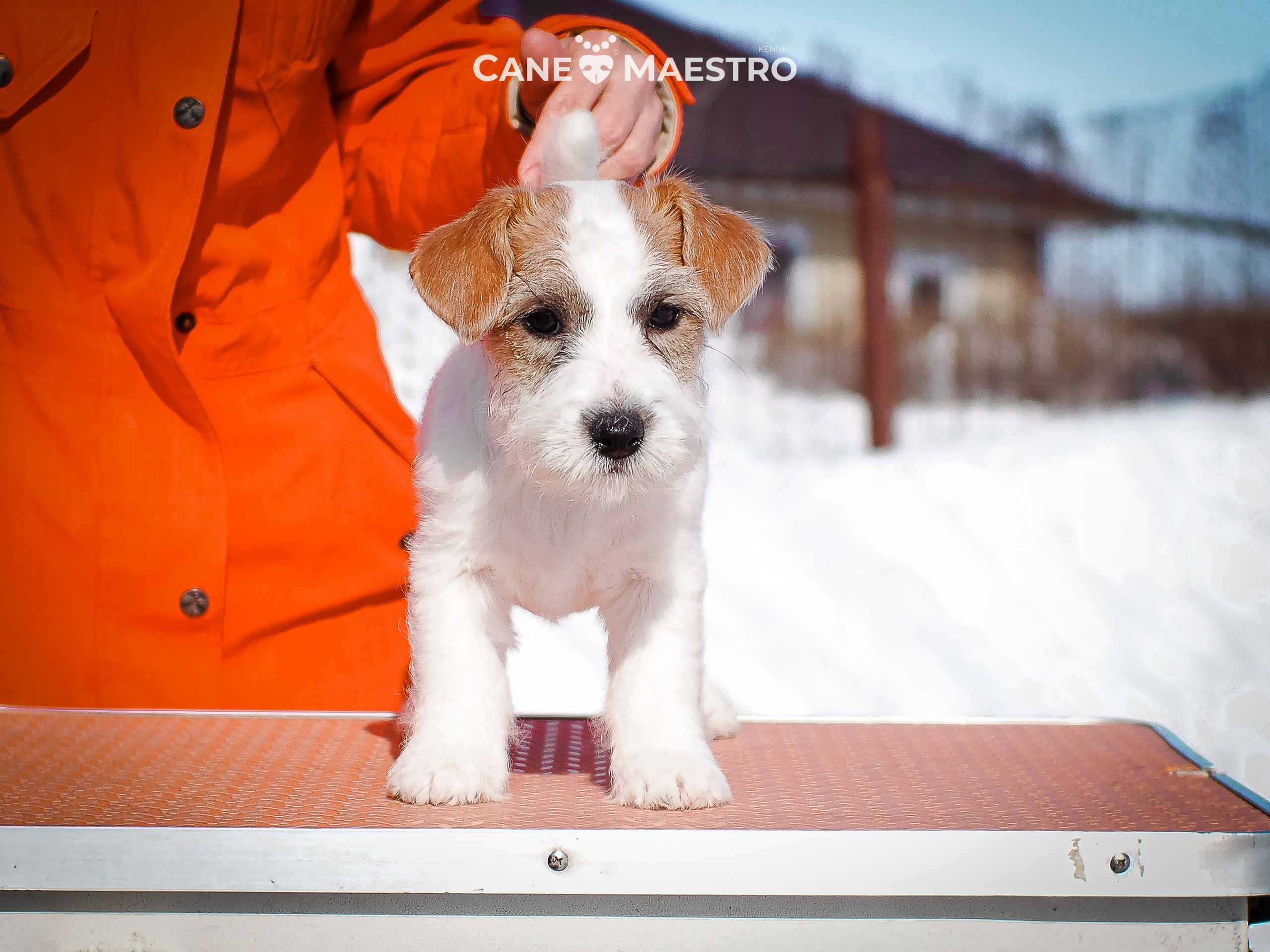 Сук_21_12_25. КАНЕ МАЭСТРО — питомник Джек рассел терьеров