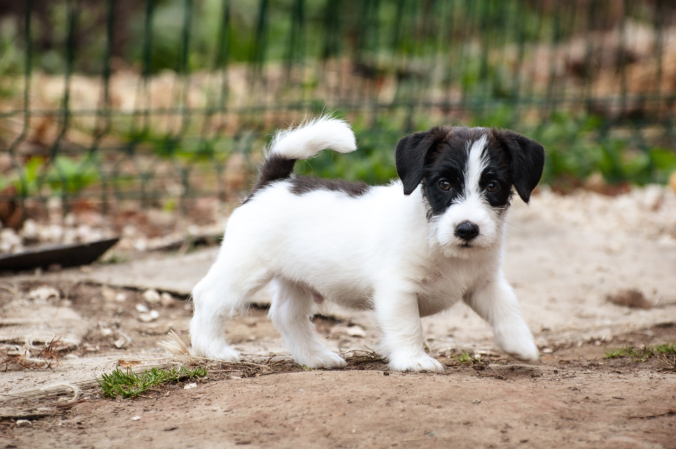 X_КОБЛ_4_БЕЛ_ЧЕРН. CANE MAESTRO — kennel Jack Russell Terrier