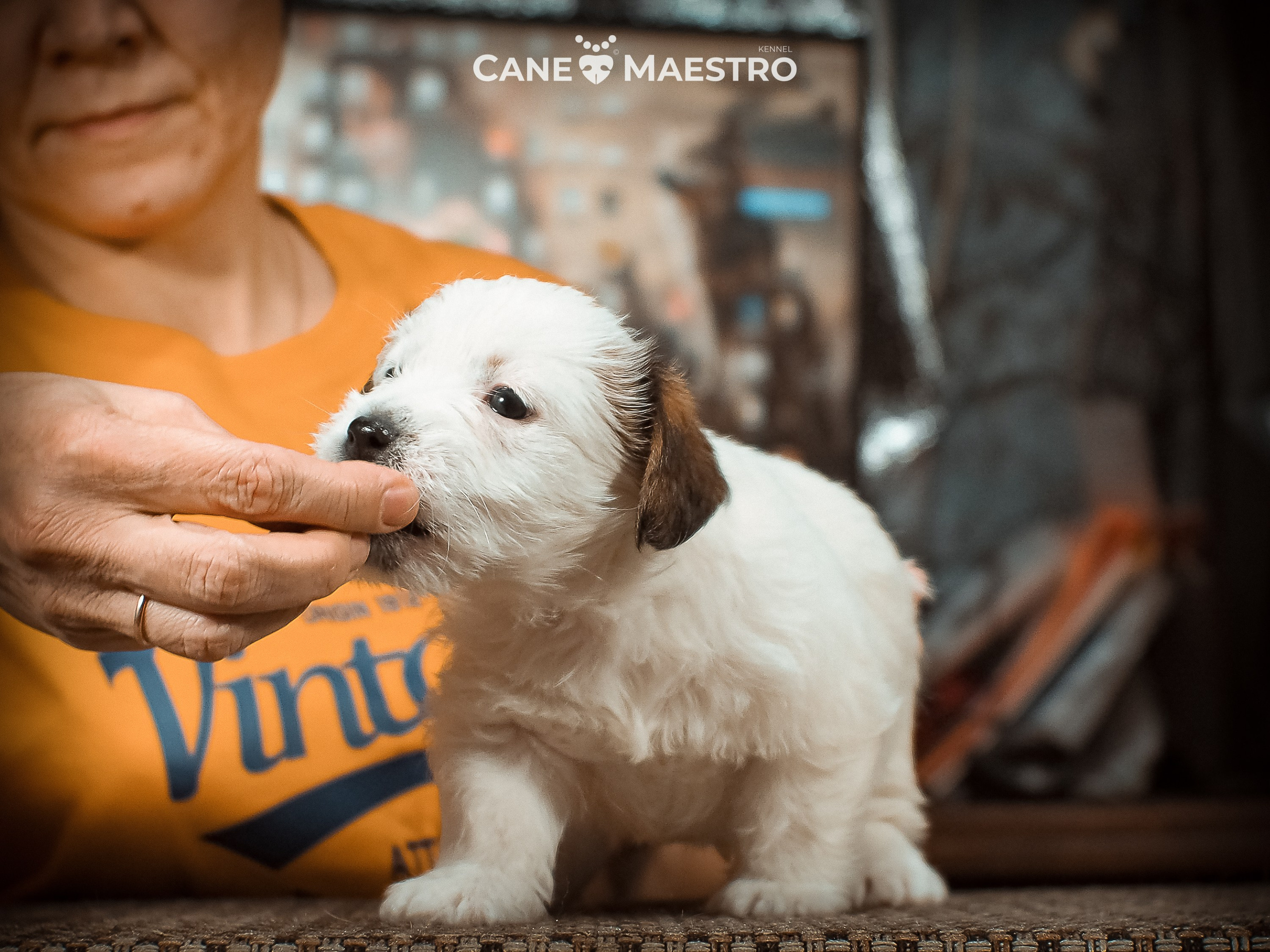 КОБ_Б_МОНОКЛЬ. CANE MAESTRO — kennel Jack Russell Terrier