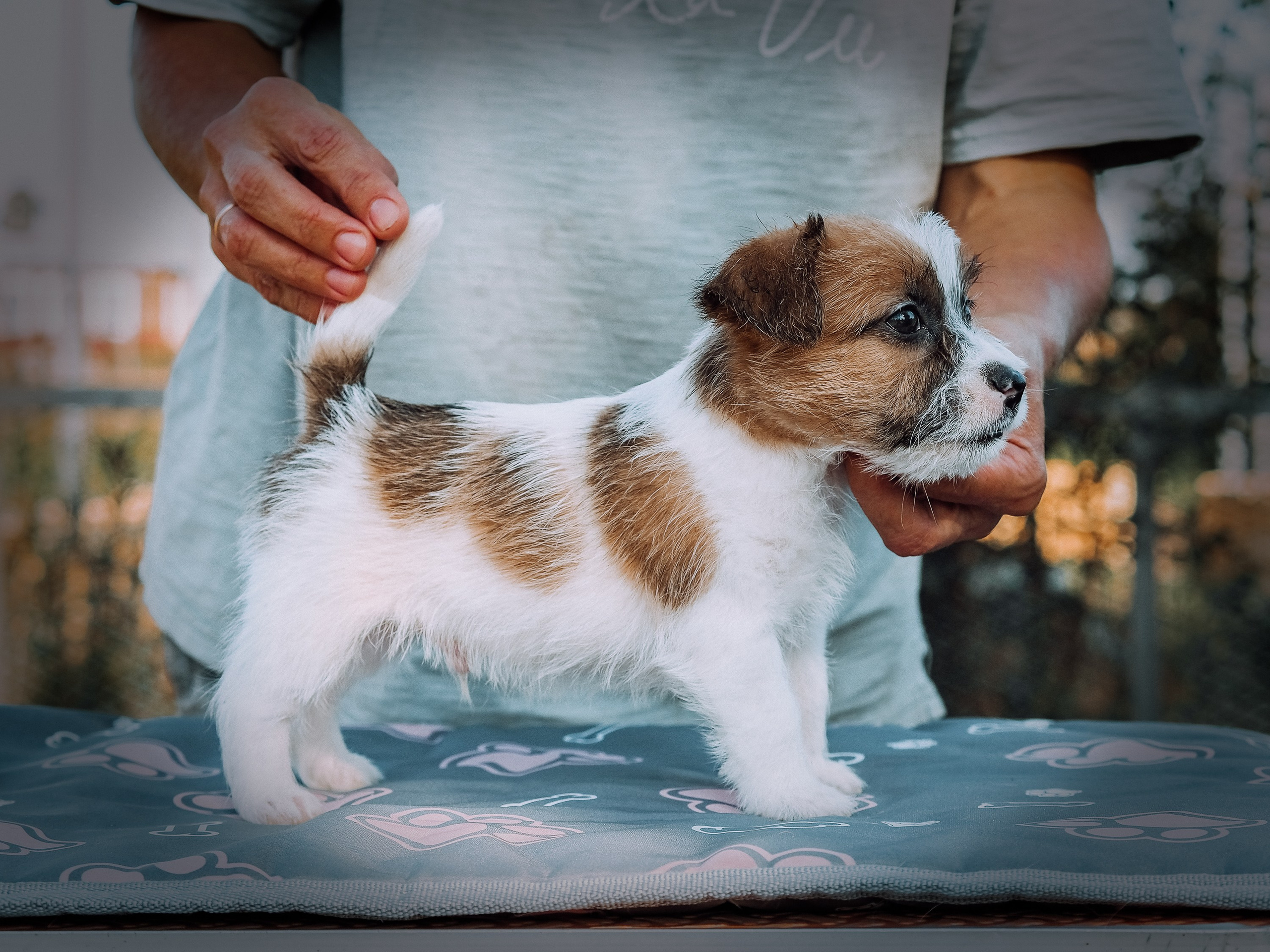 Щенок бело-рыжий джек рассел терьер. КАНЕ МАЭСТРО — питомник Джек рассел терьеров
