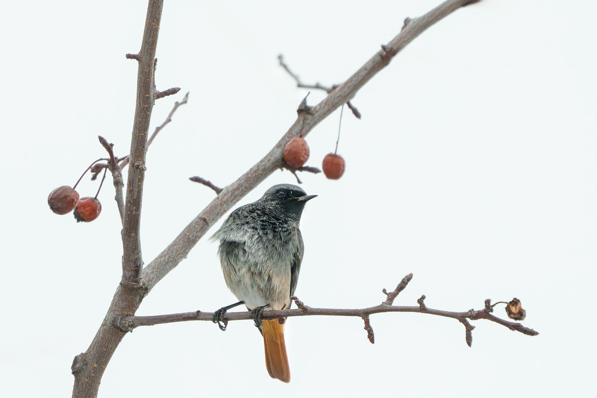 Удивительные мир птиц. Вокруг нас столько прекрасного — присмотритесь!. Ваш личный фотограф Марина Волкова