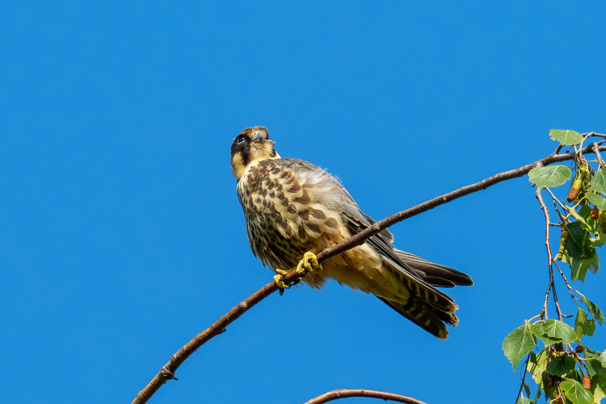 Удивительные мир птиц. Вокруг нас столько прекрасного — присмотритесь!. Ваш личный фотограф Марина Волкова