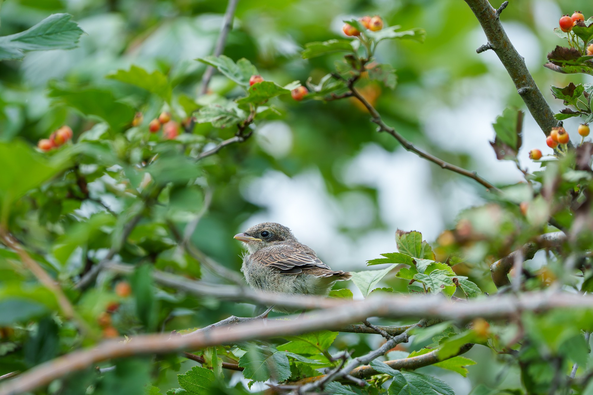 Удивительные мир птиц. Вокруг нас столько прекрасного — присмотритесь!. Ваш личный фотограф Марина Волкова
