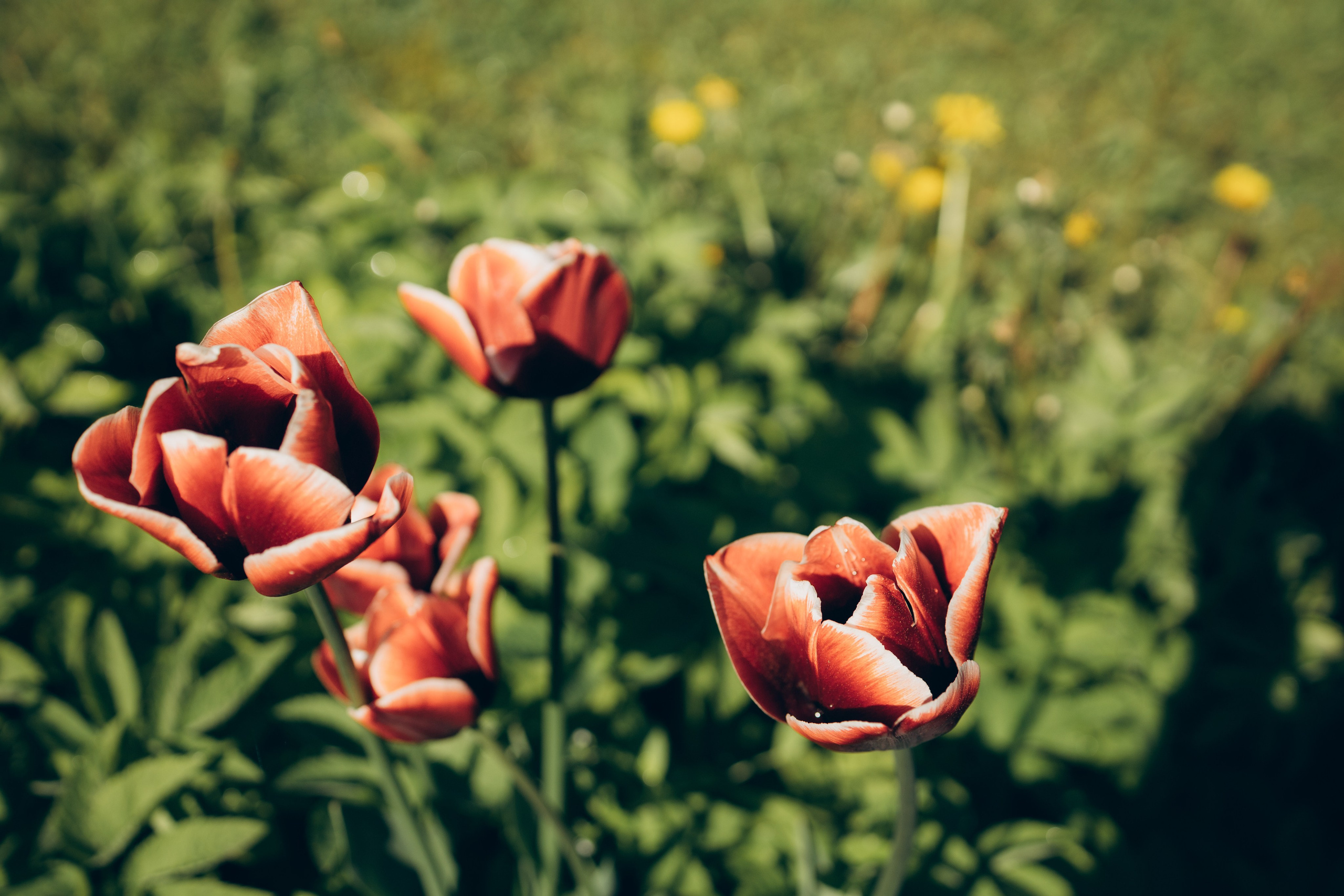 Istra. Женский фотограф Истра