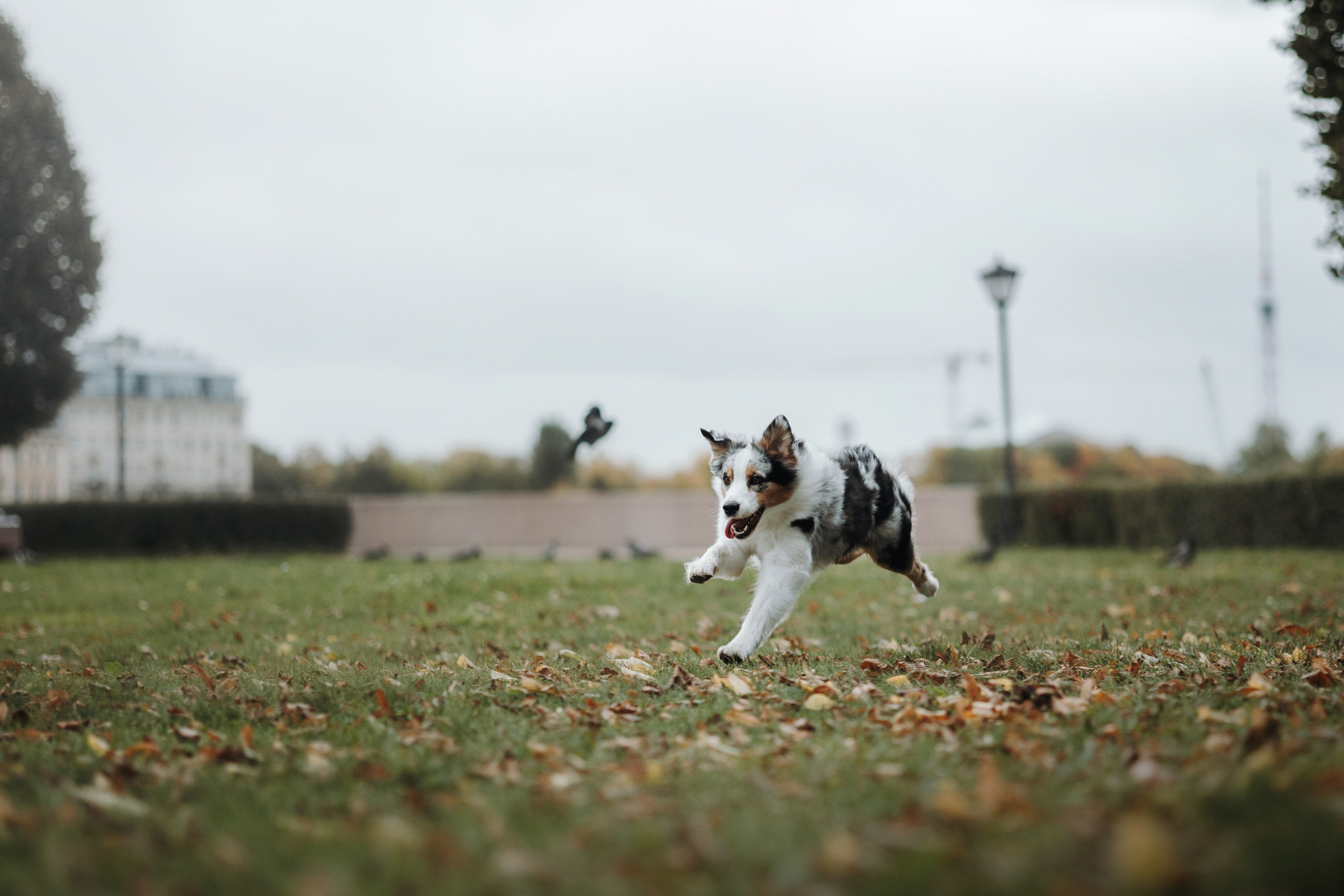 Ирина и Кайса. Фотограф — Анималист | Санкт-Петербург