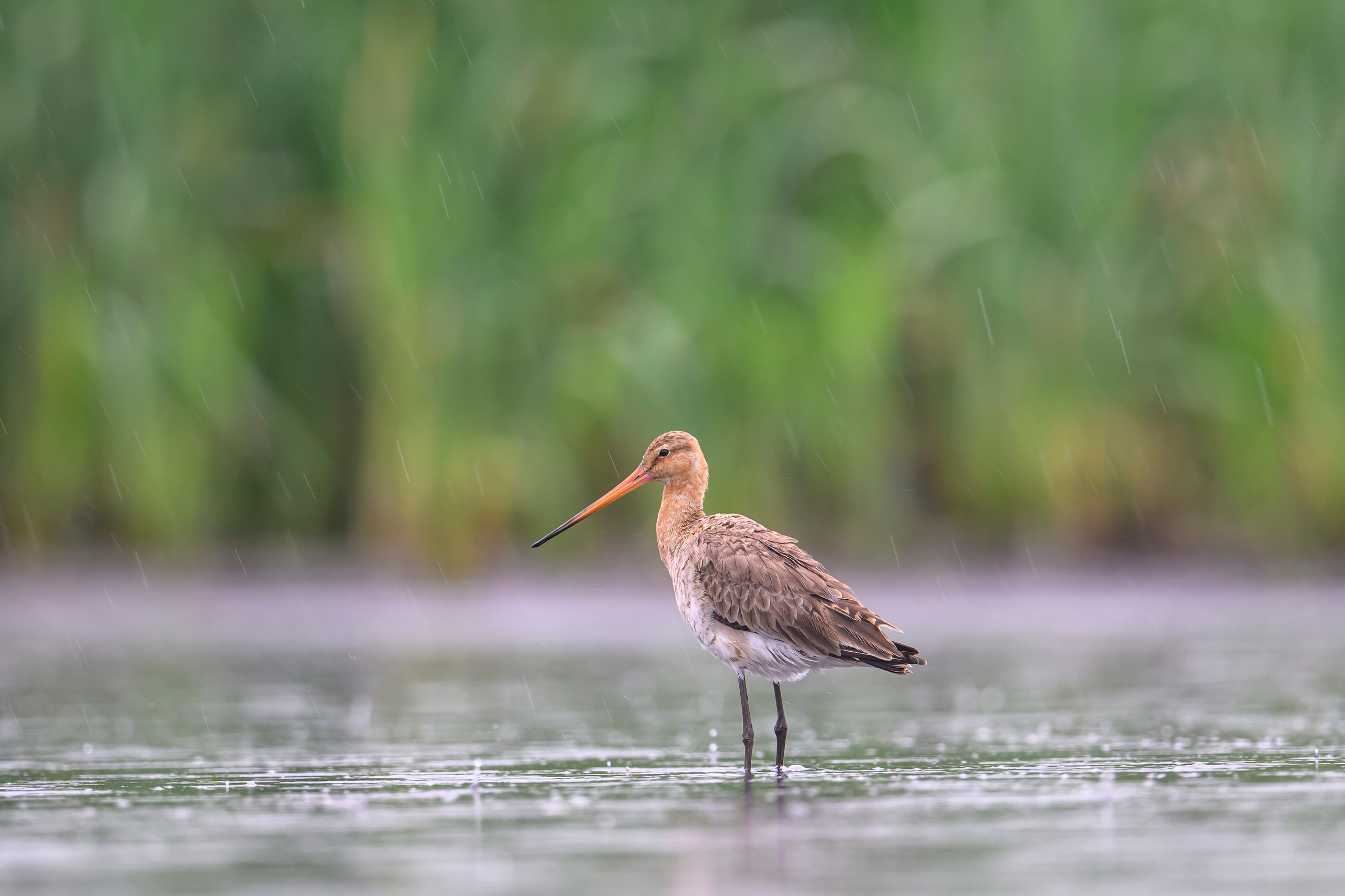 Кулики. Wildlife photography by Sergey Puponin