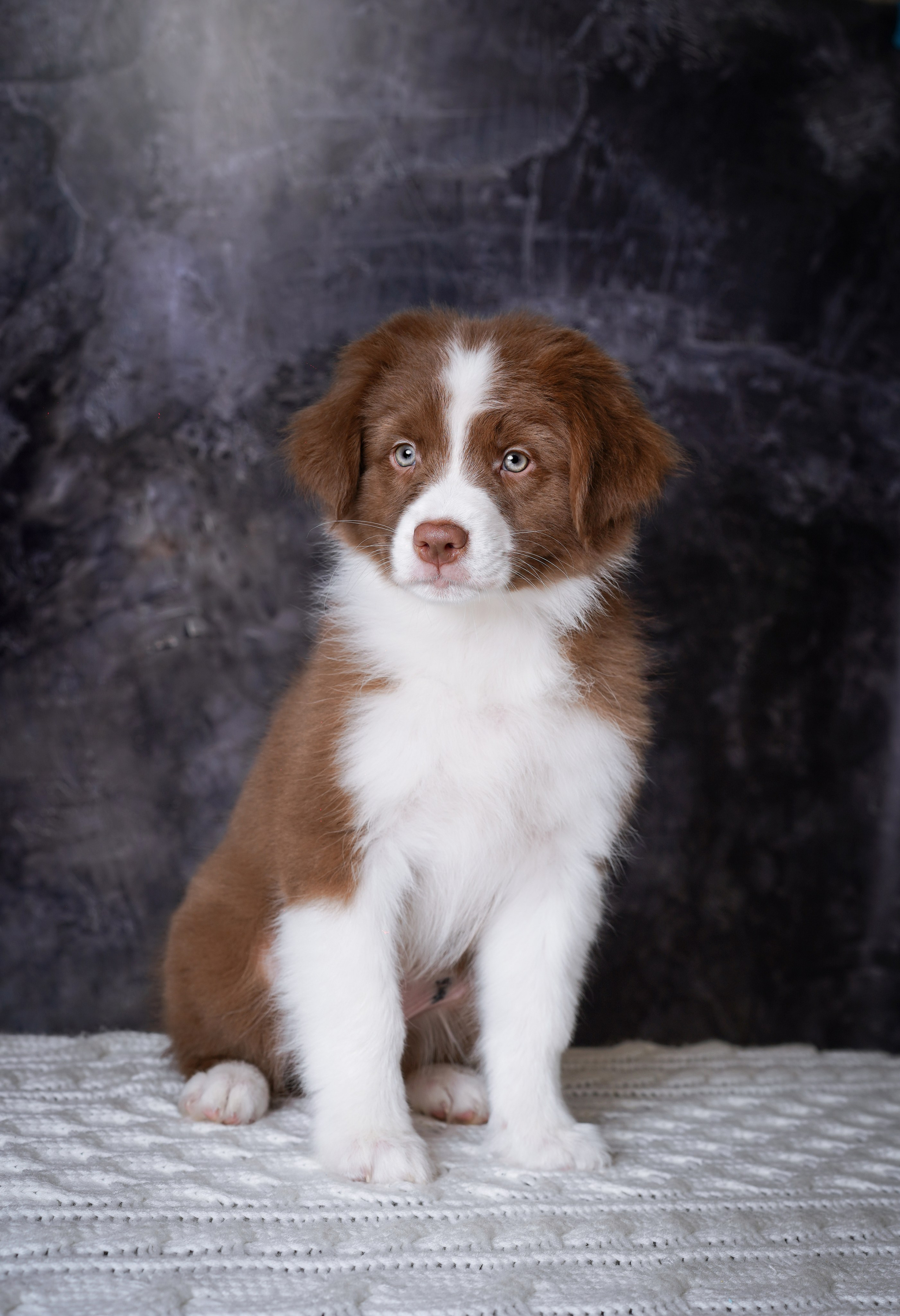 Щенки аусси. Фотограф-анималист в Санкт-Петербурге Яна Мартынова