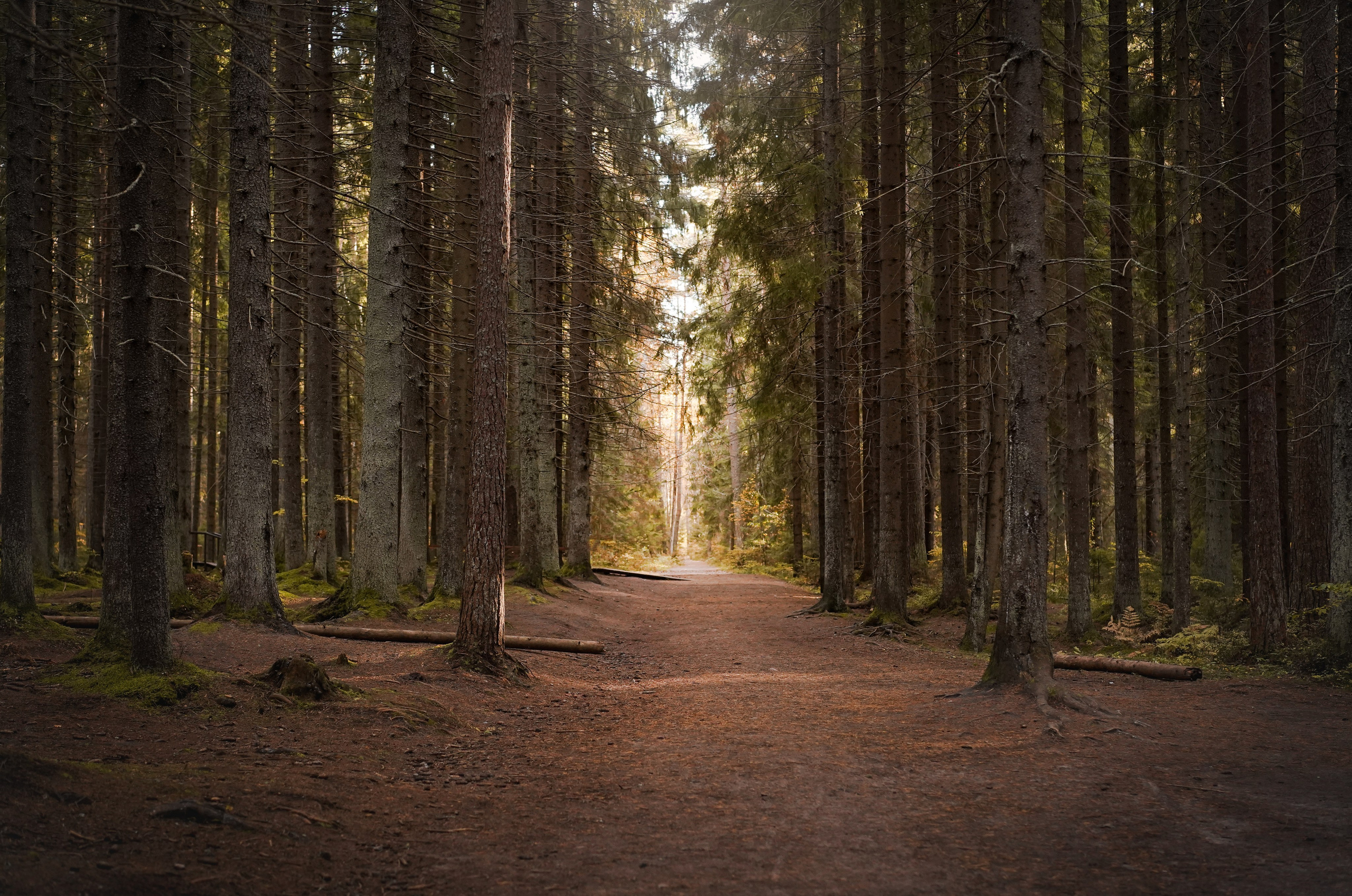 Оля Миша и шнауцеры. Фотограф-анималист в Санкт-Петербурге Яна Мартынова