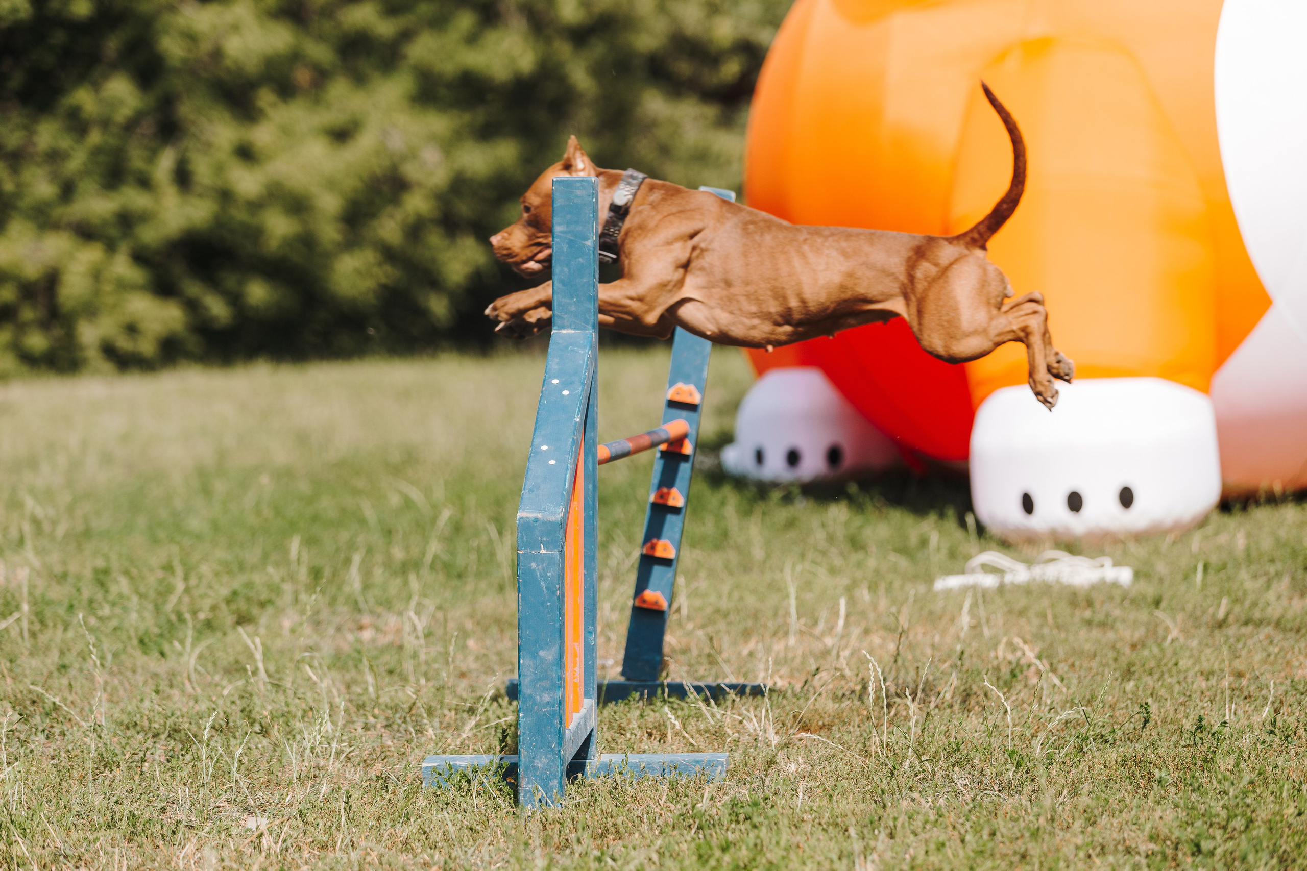 Petshop Sup day. Фотограф анималист Кристина Карпова, Москва
