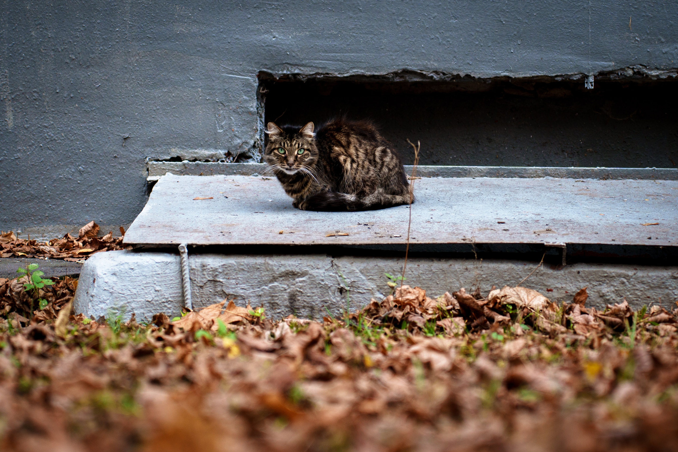 Стрит. Polypolarphotography