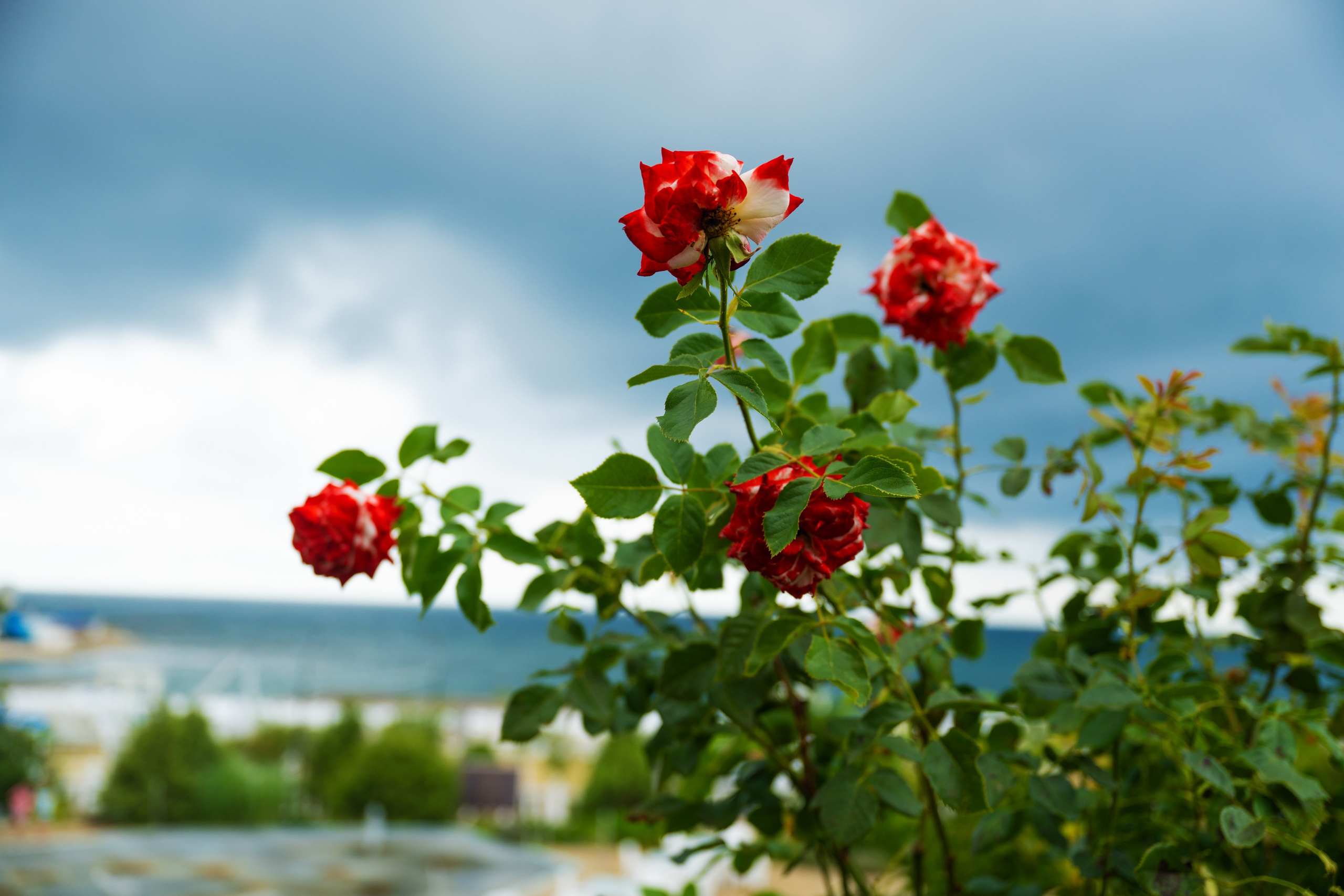 Свадебные фотосессии. Роспись в ЗАГСе. Выездная регистрация. Студийный и свадебный фотограф и видеограф в Севастополе — Юлия Макаренко