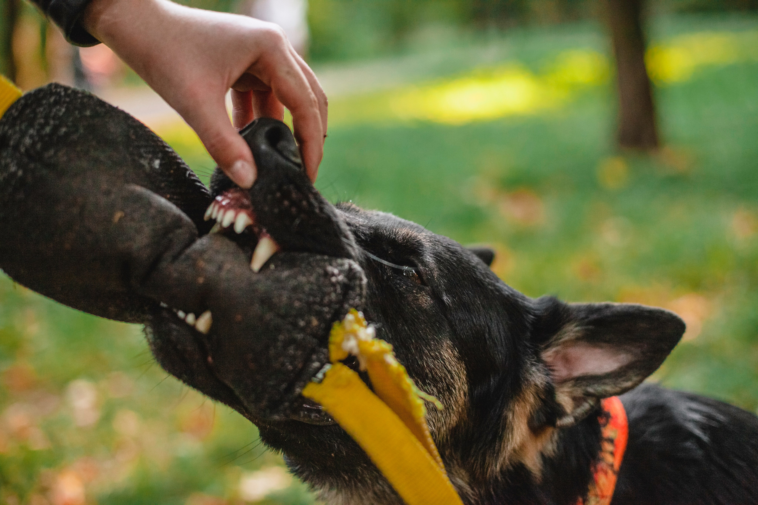 Илай. Фотограф-анималист Татьяна Степанова