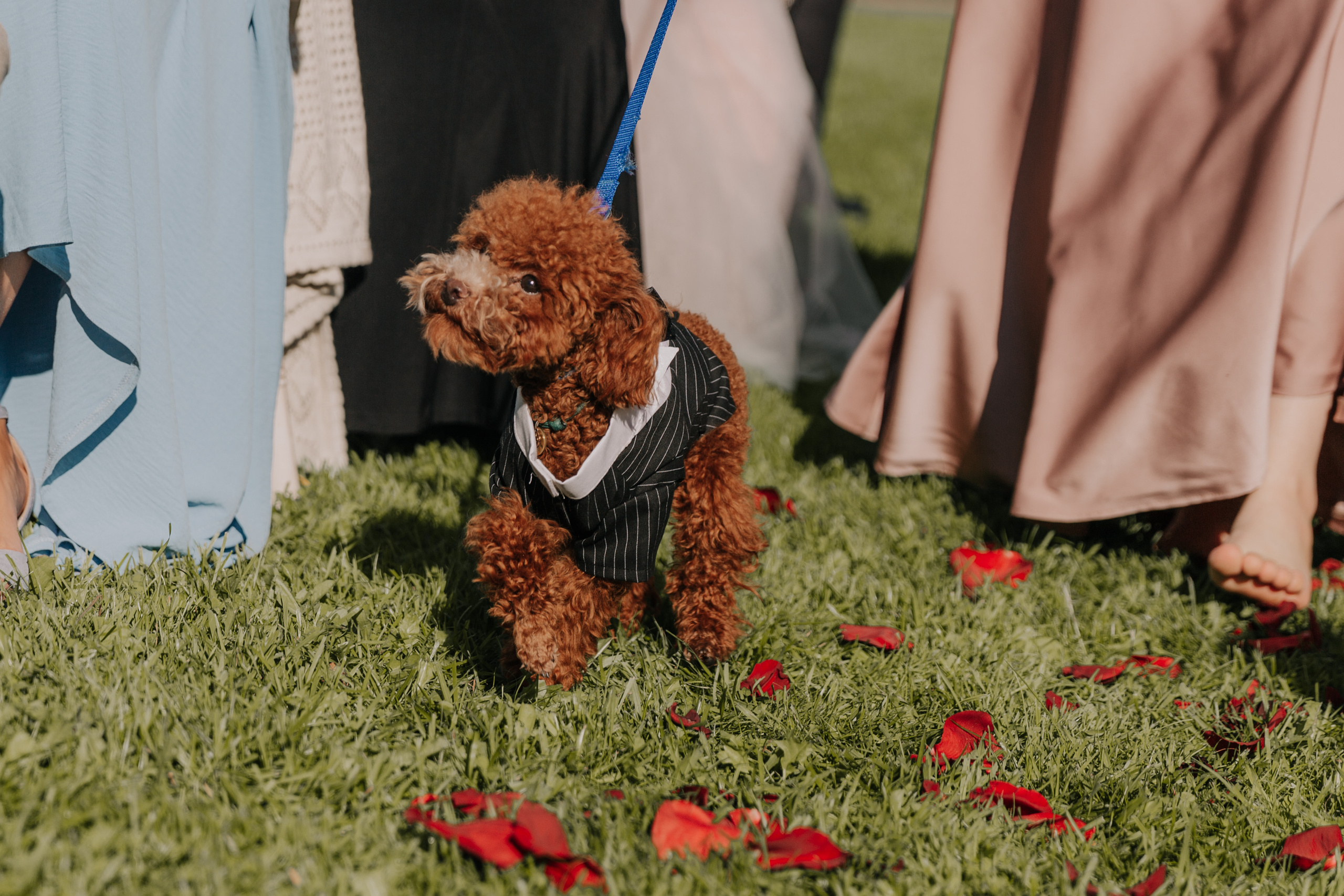 Рубен и Полина. Свадебный и репортажный фотограф Ольга Шевелёва