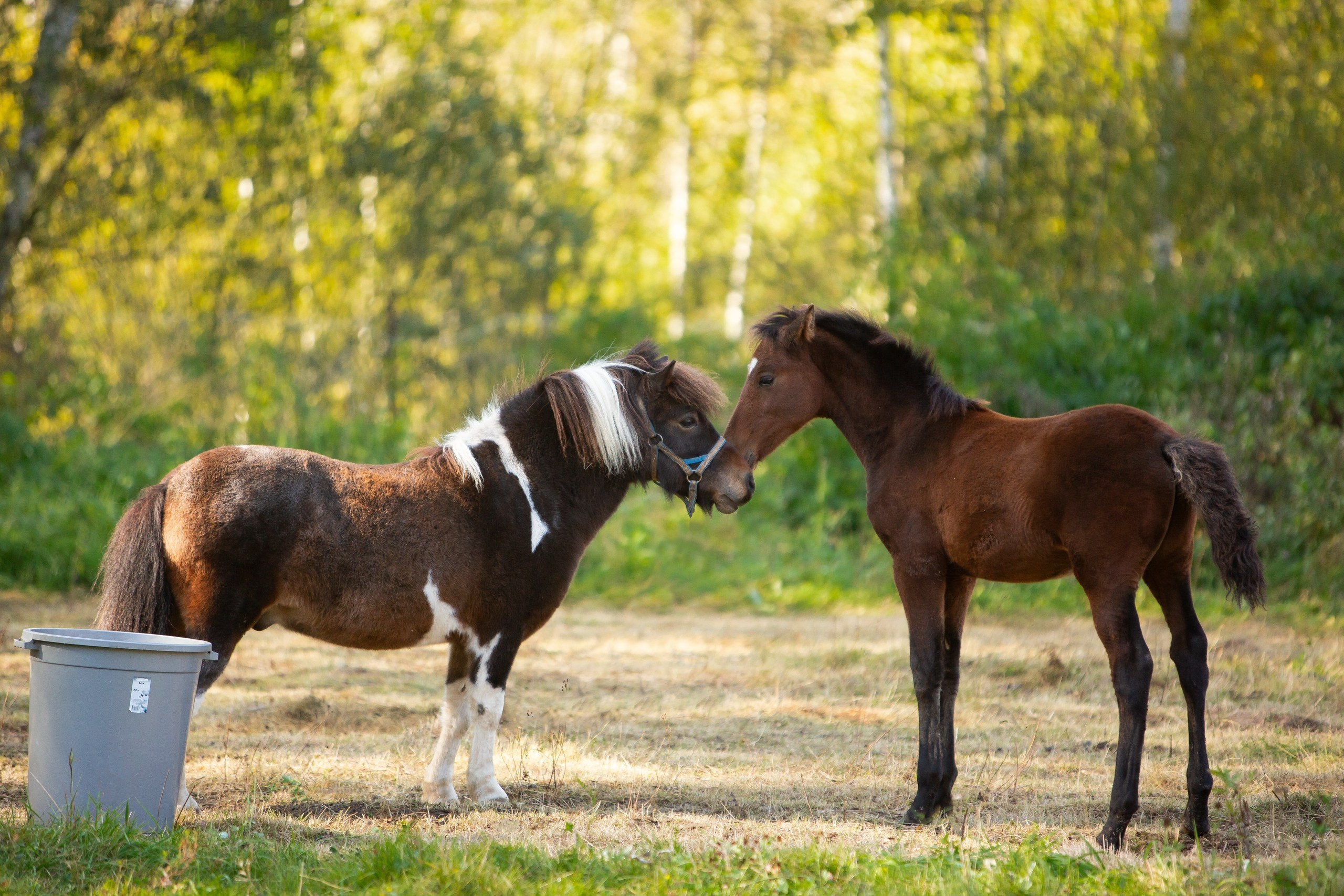Лошади. Конный фотограф Юлия Дроздова