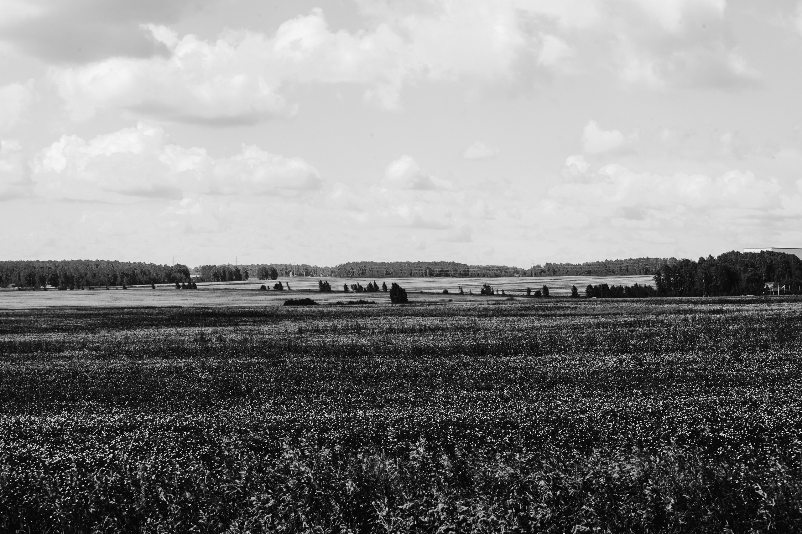 Natural Noir. Whoii art