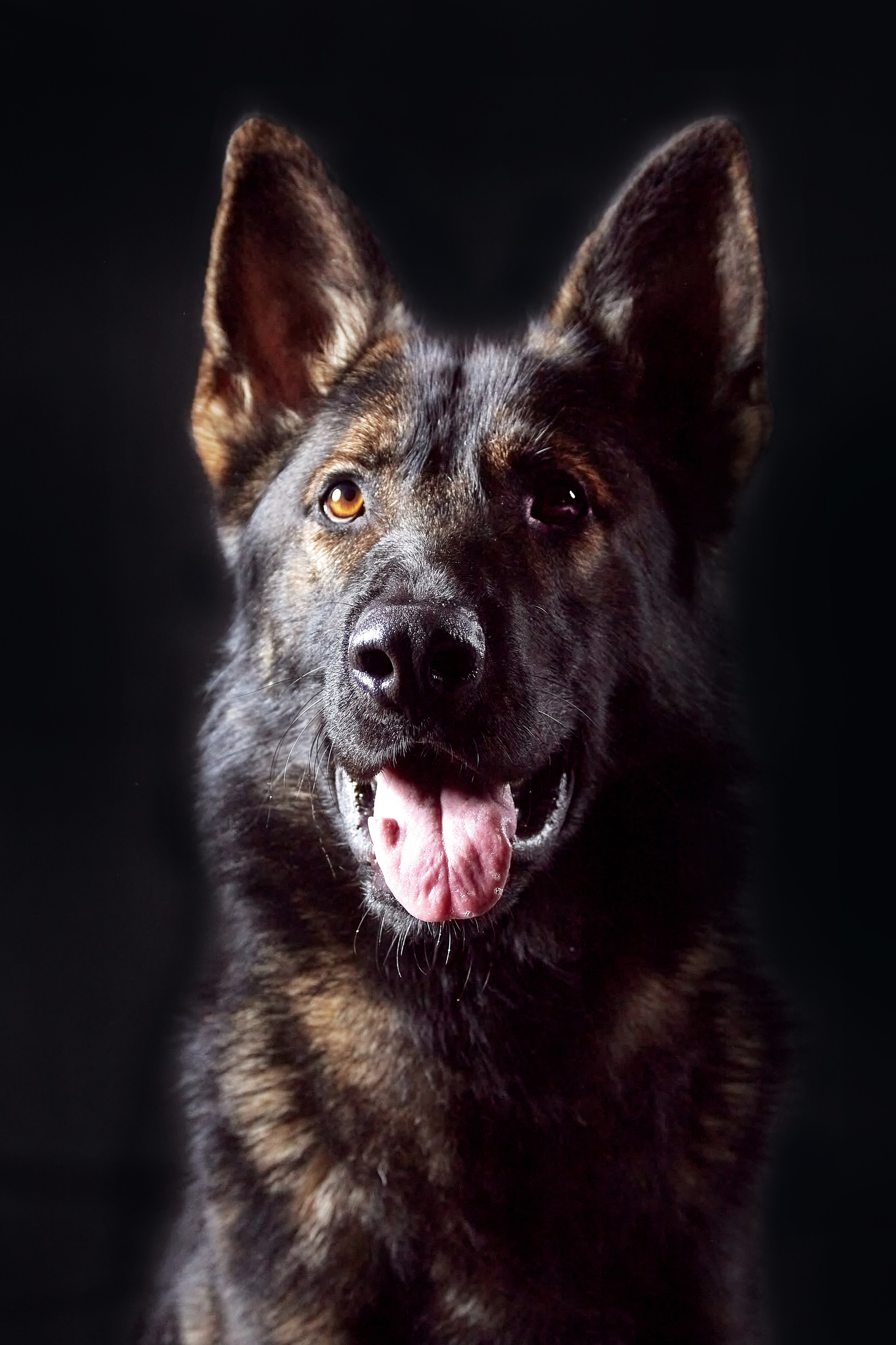 Фотосессия с животными. Фотограф анималист — Тула, Москва