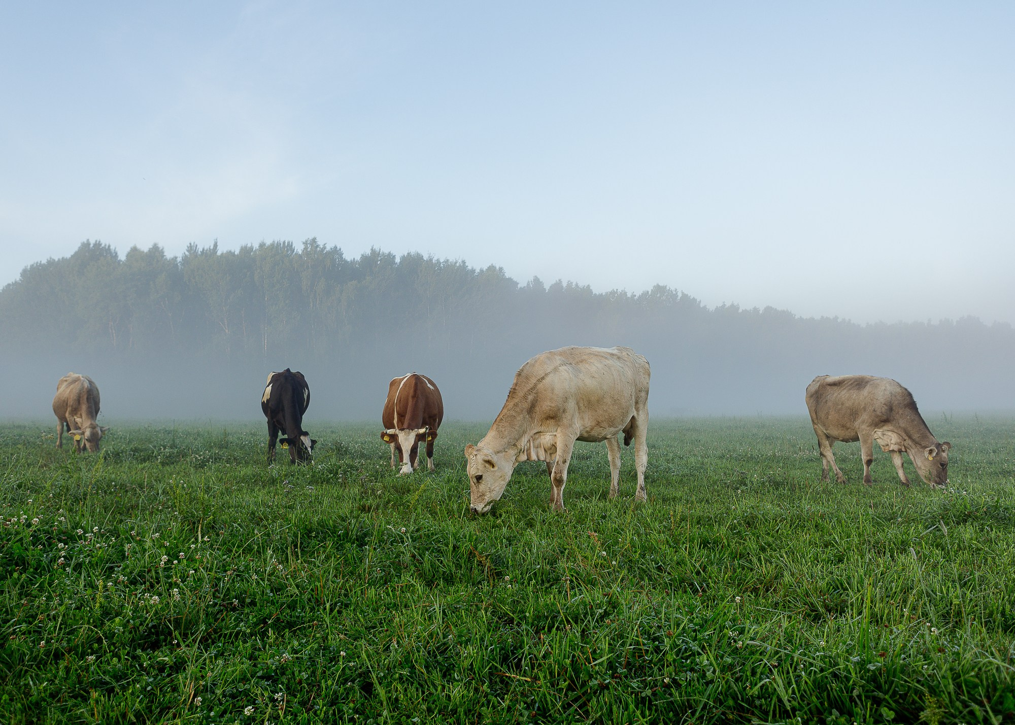 ЭкоНива — производитель молока № 1 в России