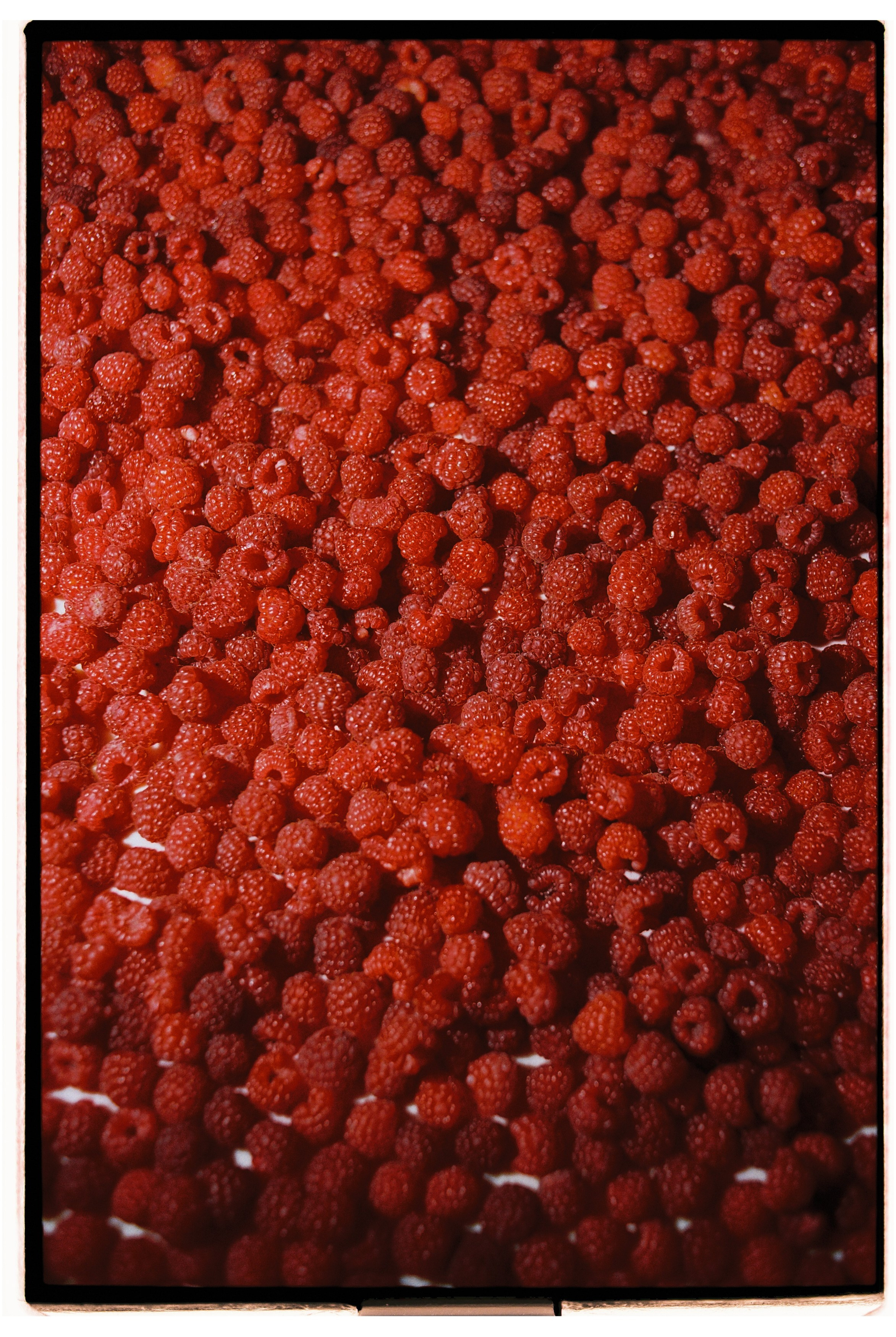 Maximilian&Polina. Sasha&Karina Photographers