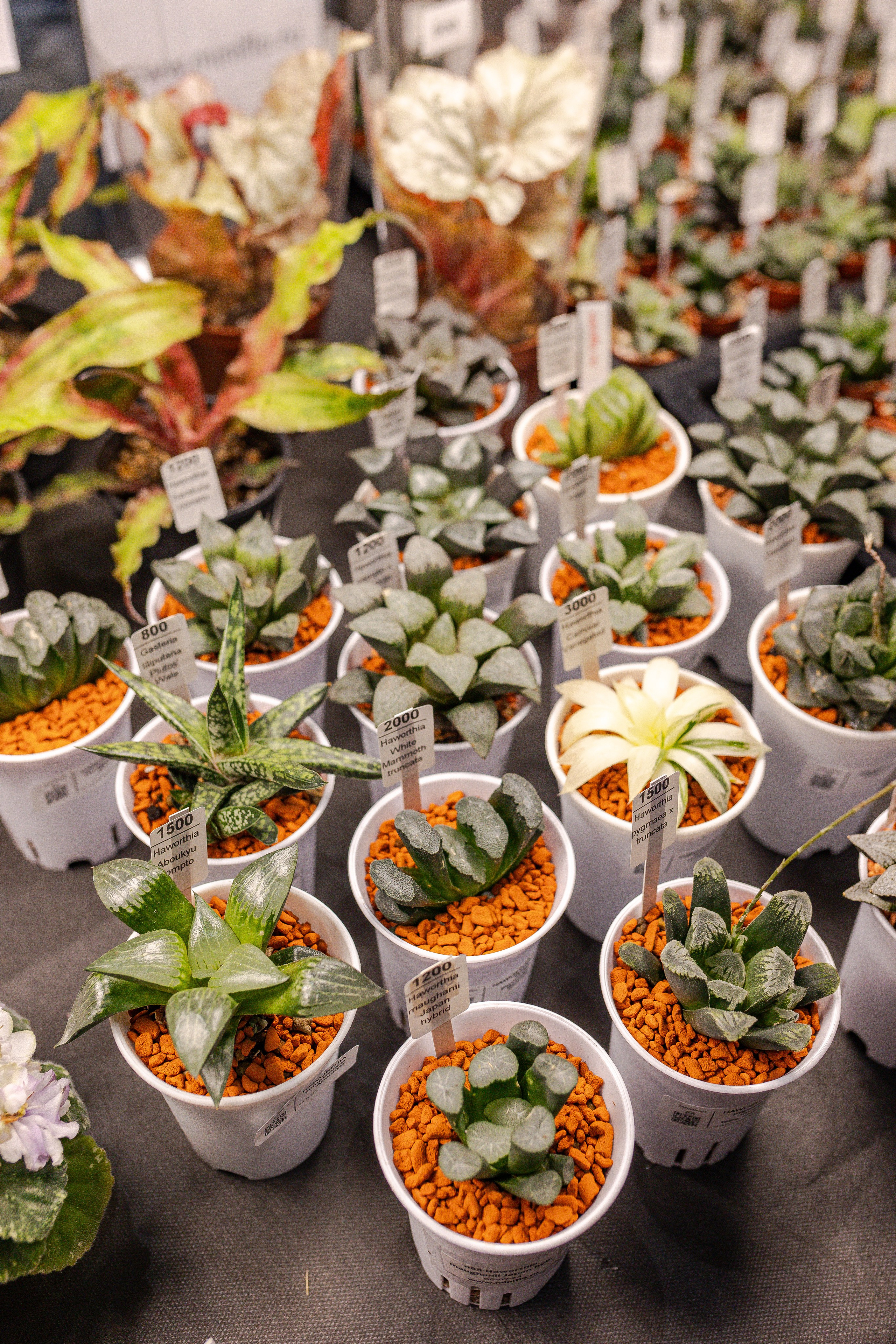 Монстериум апрель 2026. Александра Куликова фотограф, Москва