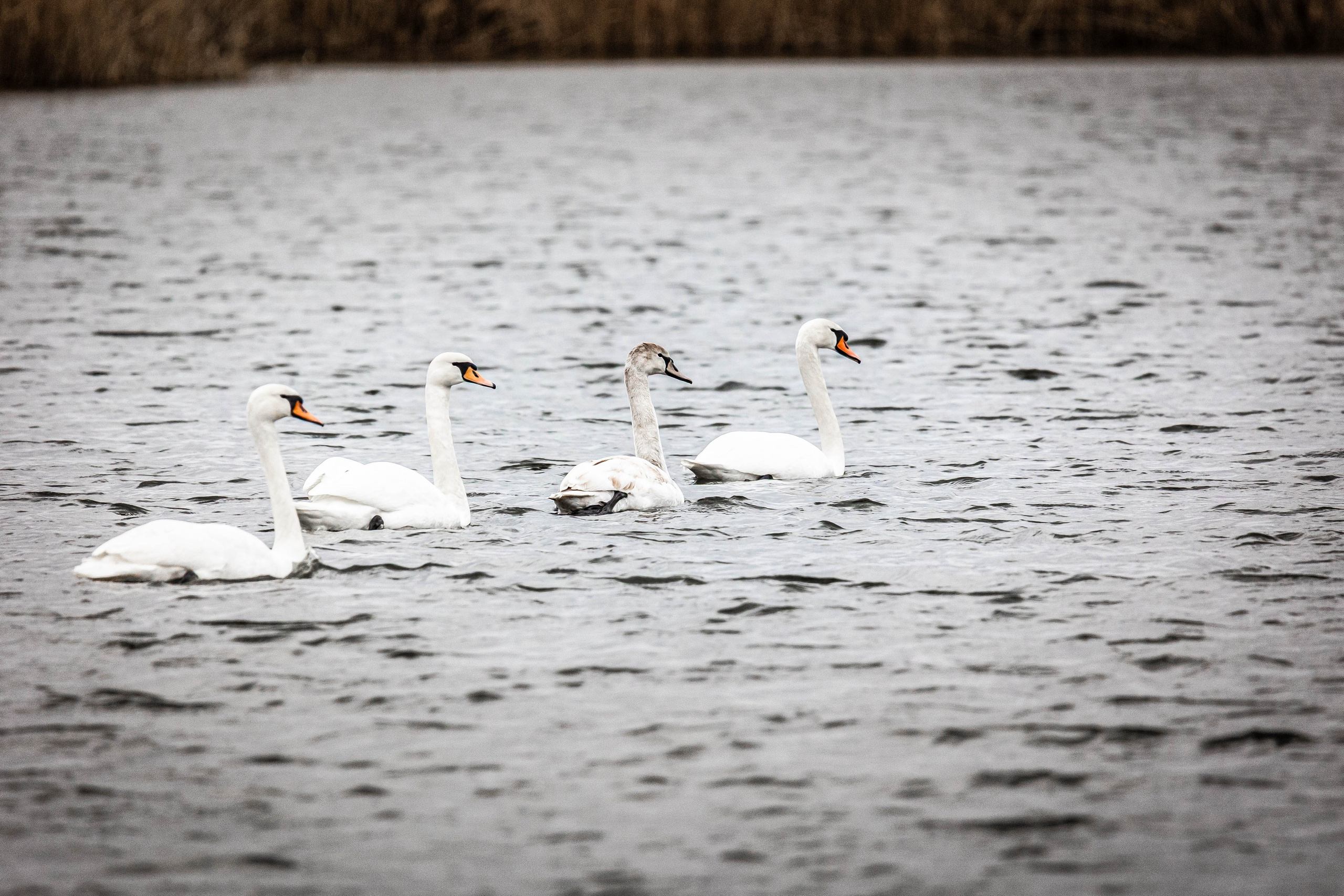Дикий животный мир. Фотограф-АниМалист Анна Абрамова