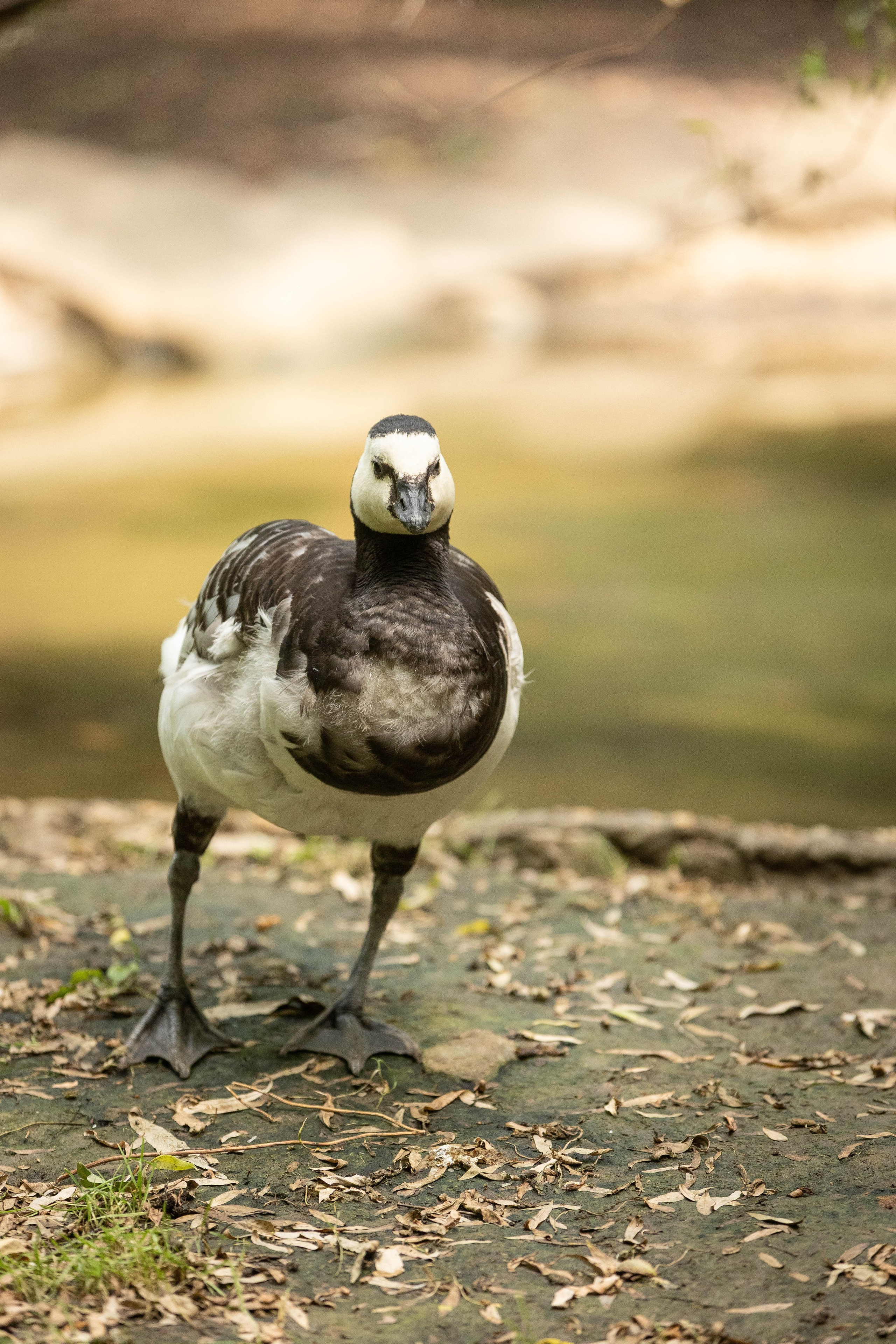 Зоопарк Малинки. Фотограф-АниМалист Анна Абрамова