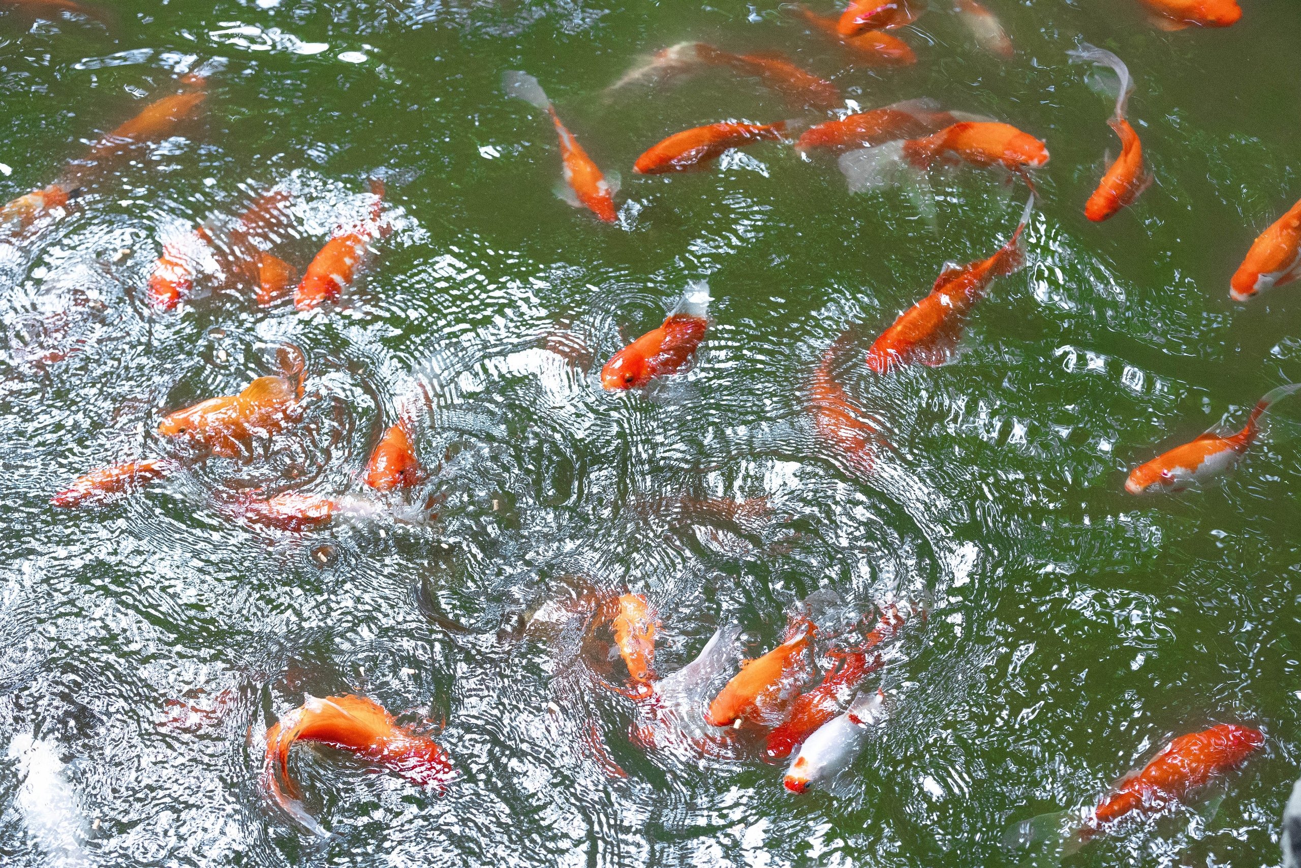 Зоопарк Малинки. Фотограф-АниМалист Анна Абрамова