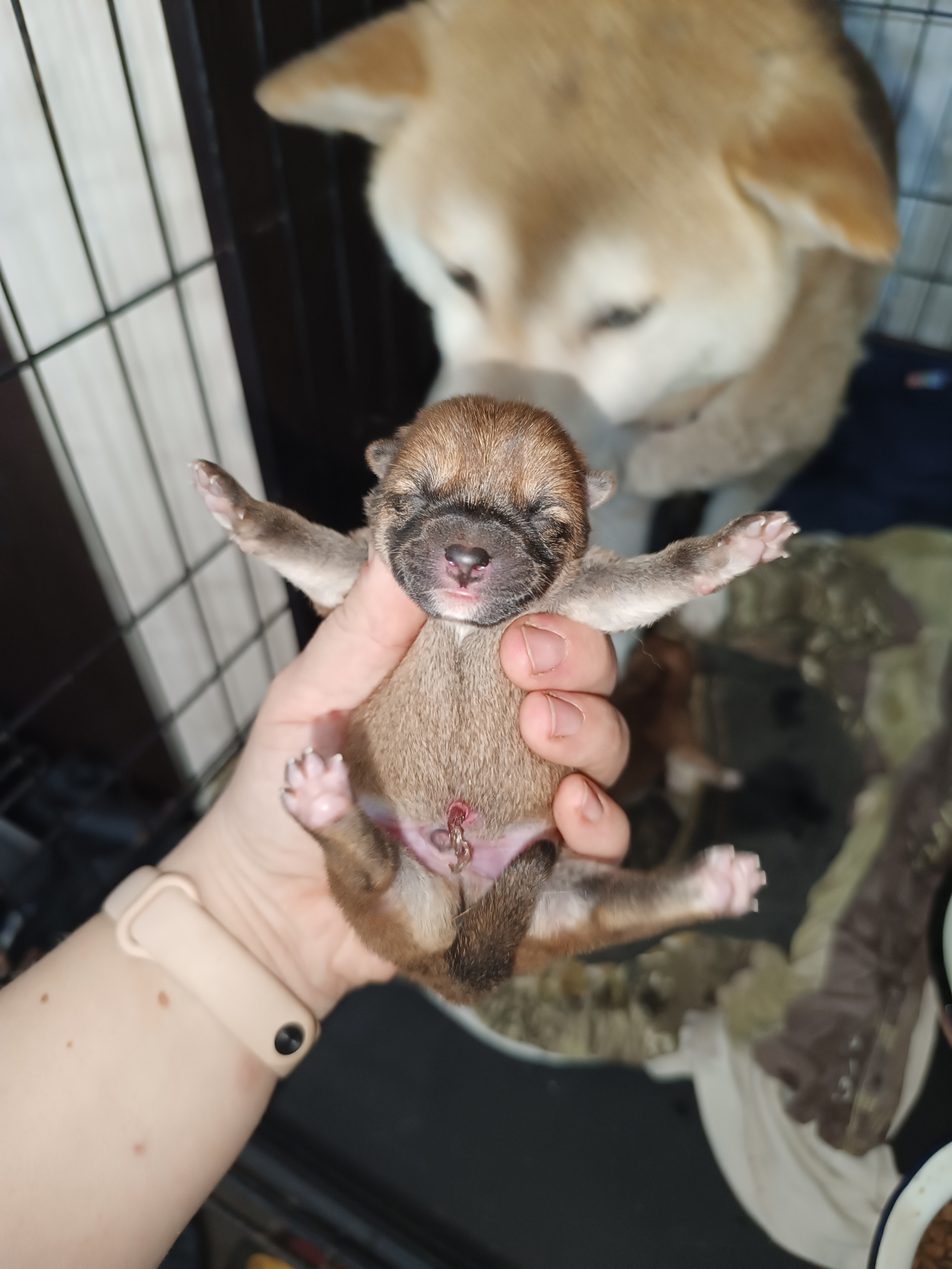 сиба питомник Рубилайт щенки на продажу rubylight  сиба щенки купить СПб Санкт-Петербург 