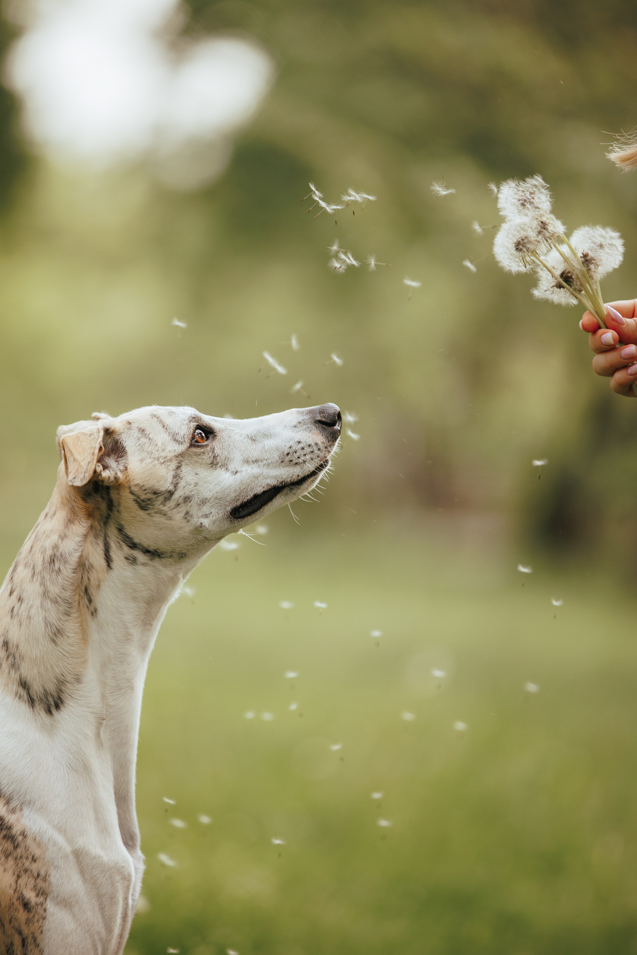 Саша и Гусь. Фотограф анималист Кристина Карпова, Москва