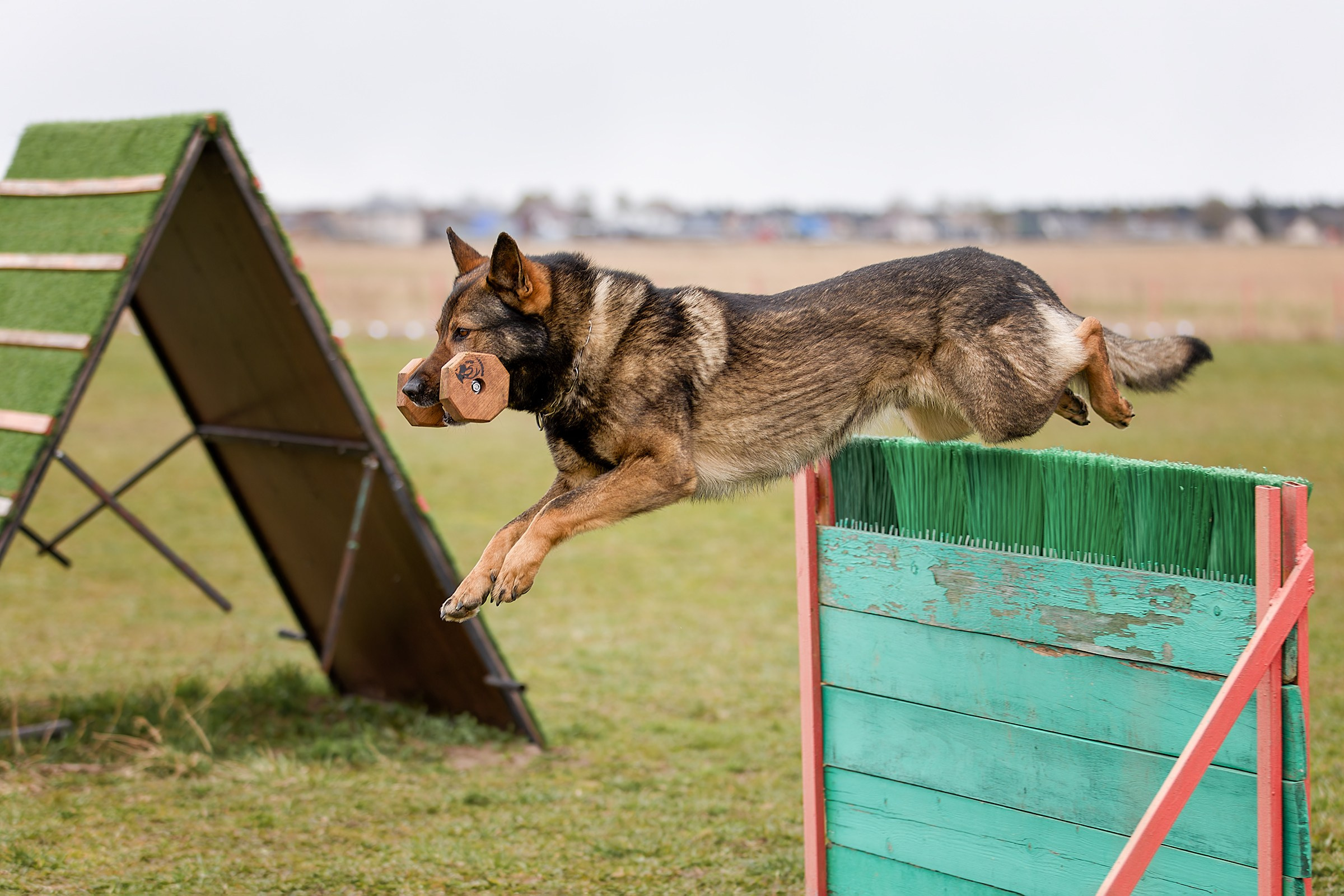 Чемпионат СЗФО по IGP 1 — 3. Irenephoto.ru