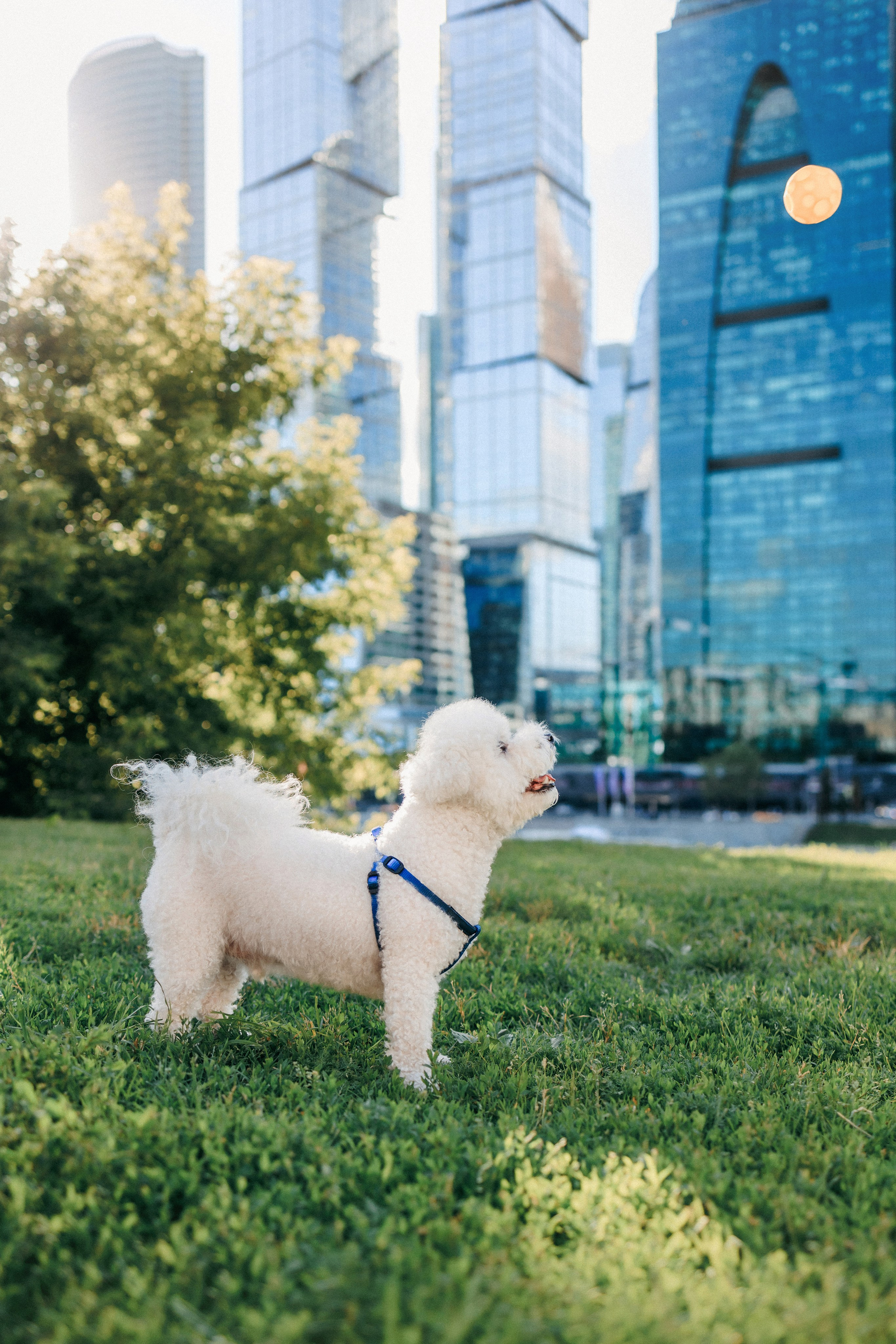 Марина, Данил и Бруно. Фотограф-анималист Елена Радченко, Москва