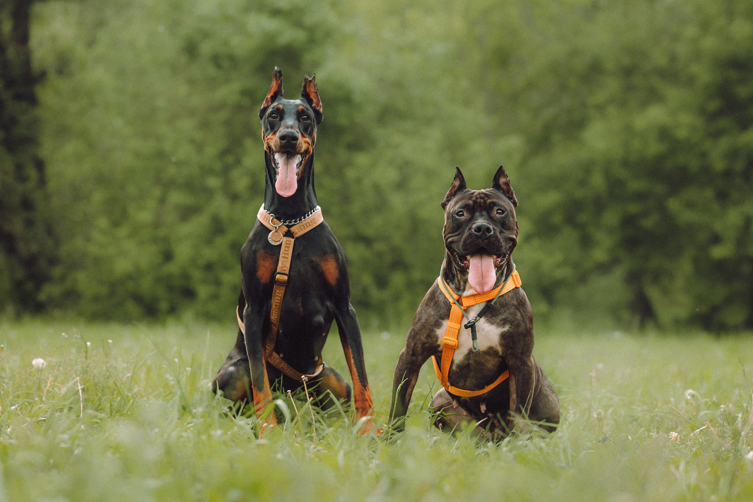 Паша, Хайди и Тея