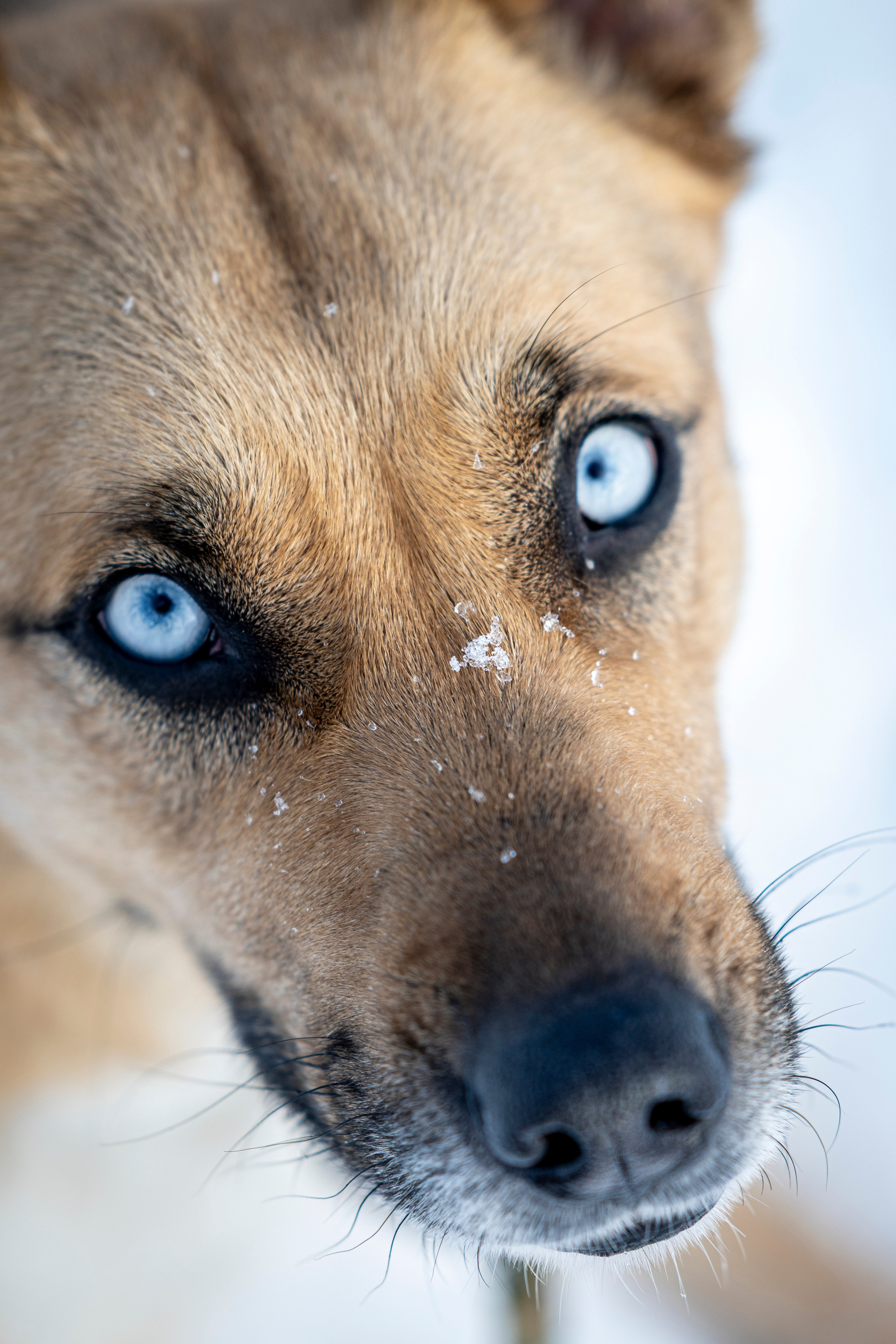 Фотограф анималист в Санкт-Петербурге Таша Крейв