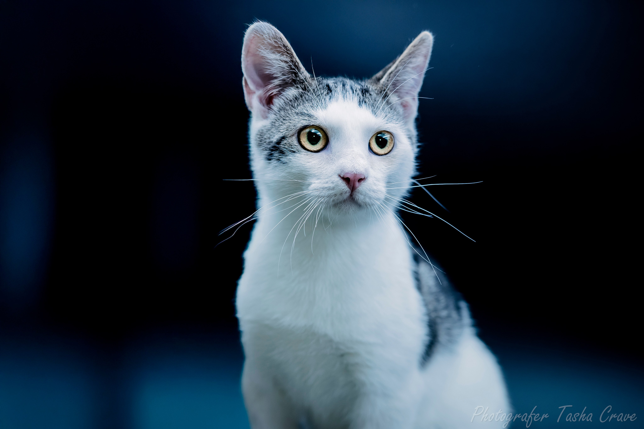 Передержка. Фотограф анималист в Санкт-Петербурге Таша Крейв