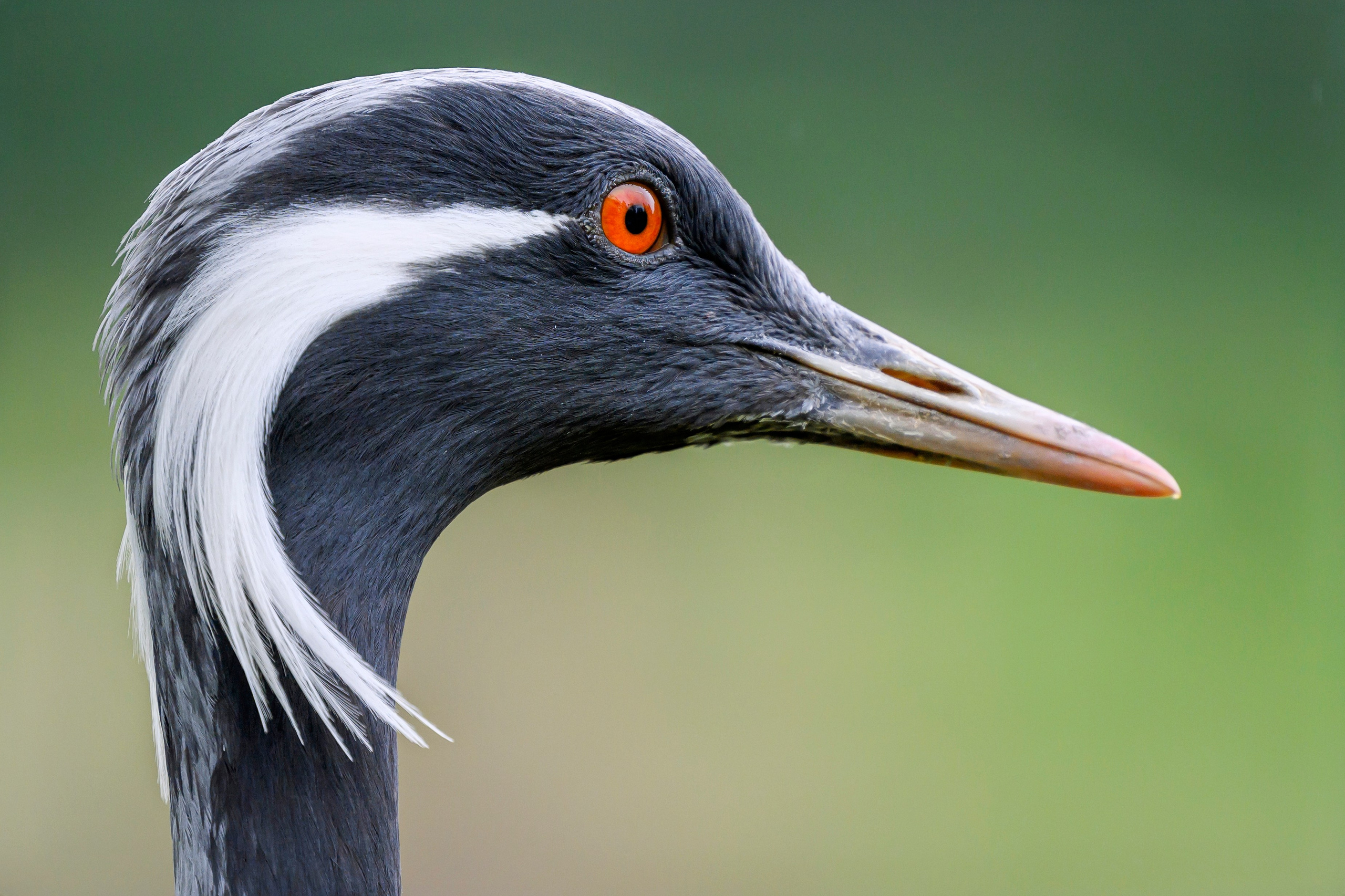 Красавки, цапли, утки: Парк Ближняя дача. Wildlife photography by Sergey Puponin