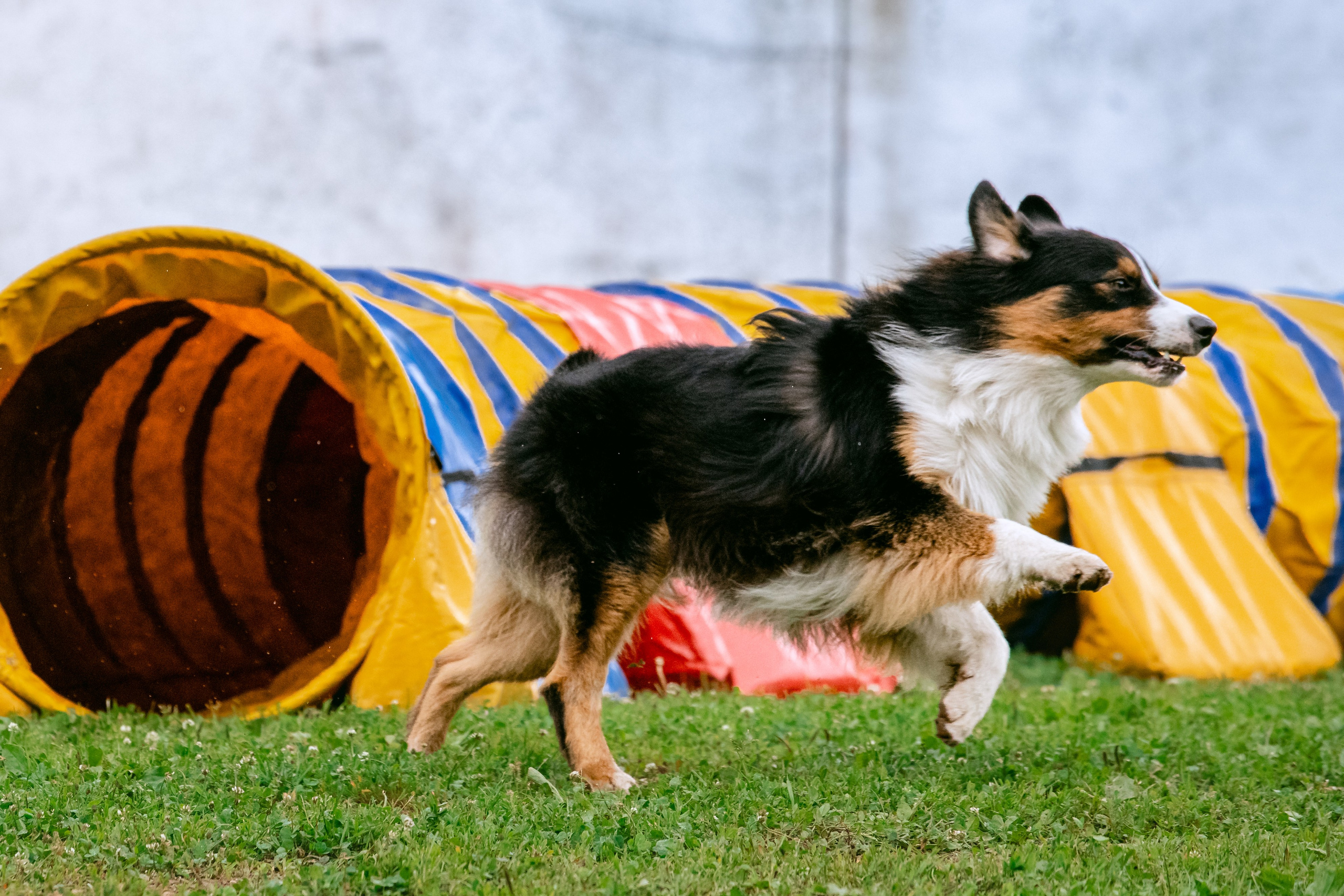 Соревнования по аджилити Долгопрудный 30.06.2025. Фотограф-анималист Татьяна Степанова