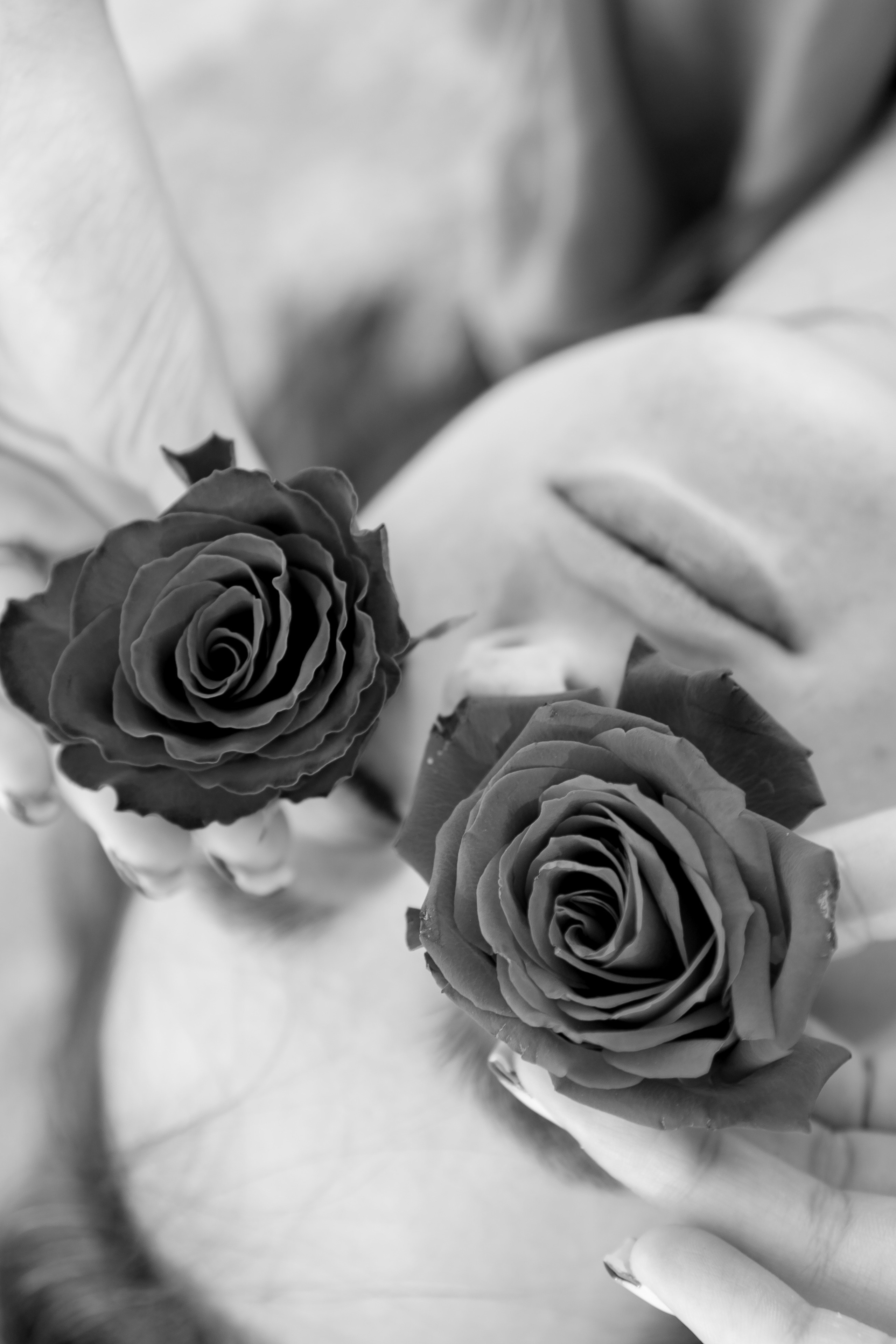 Розы. Профессиональный фотограф, Санкт-Петербург — Виктория Богомолова