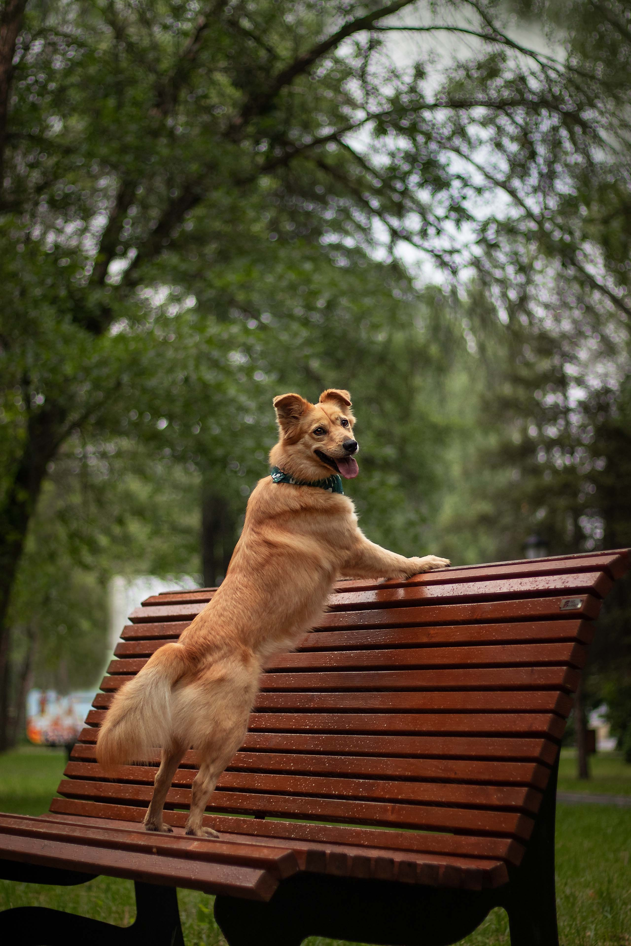 Портфолио фотографа-анималиста из Воронежа Алины Ивановой. Фотограф — анималист Алина Иванова